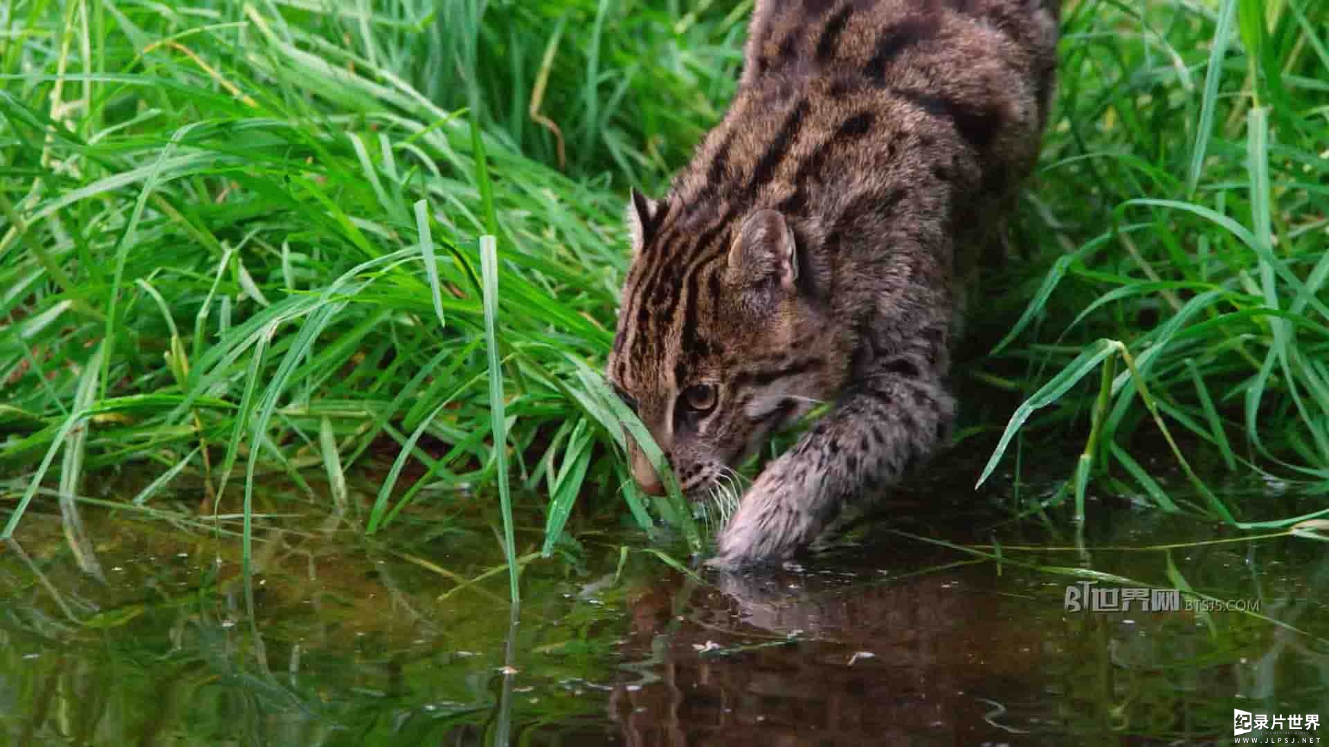 国家地理《泰国野生大猫/泰国野生猫科/泰國野生大貓 Thailands Wild Cats 2021》全1集