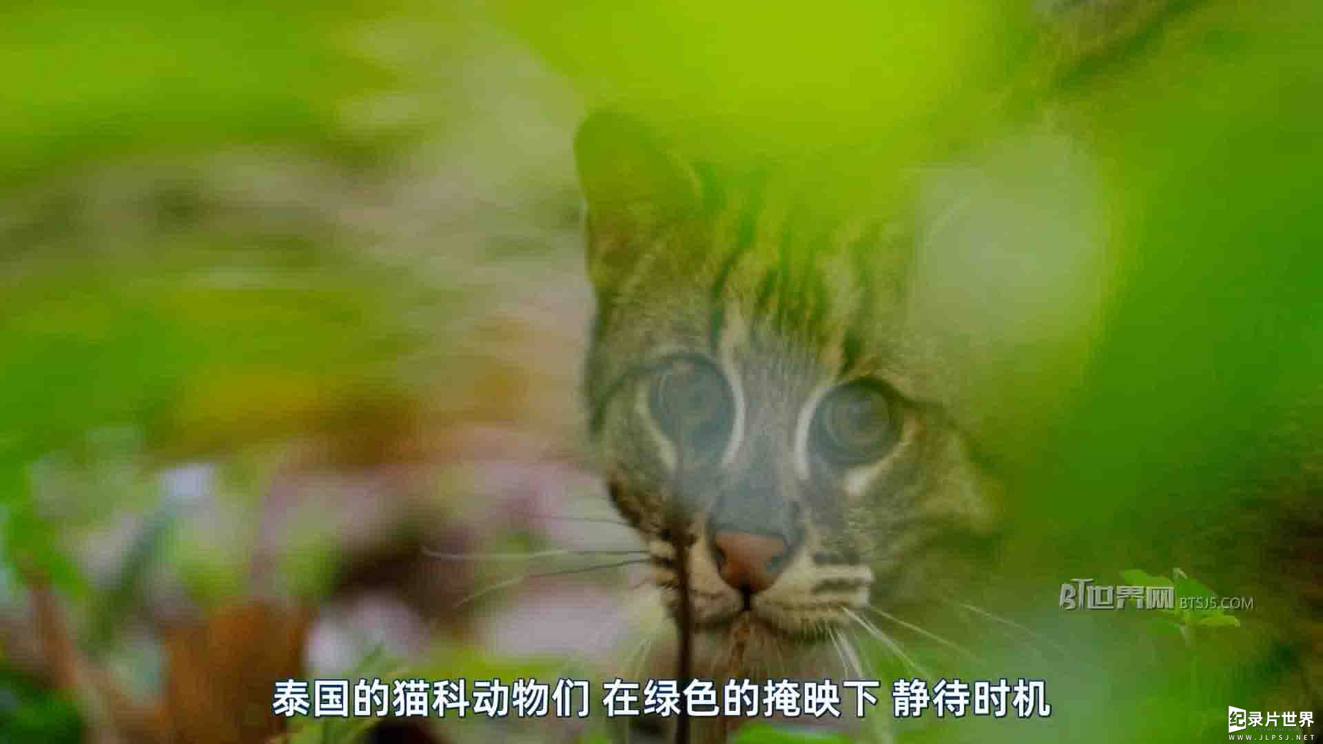 国家地理《泰国野生大猫/泰国野生猫科/泰國野生大貓 Thailands Wild Cats 2021》全1集