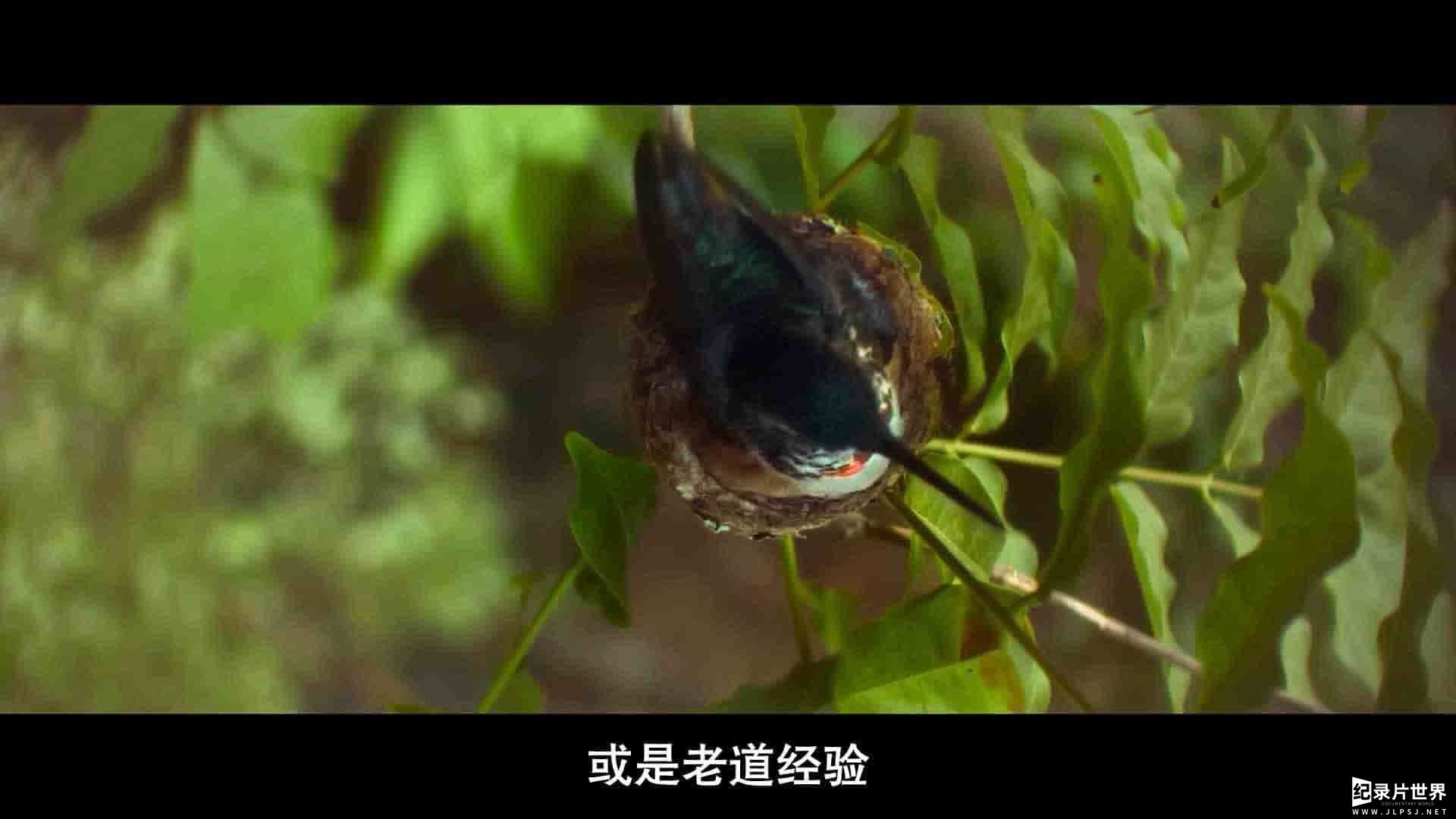 精选系列/国家地理纪录片《最大的小小农场：回归 The Biggest Little Farm: The Return 2022》全1集