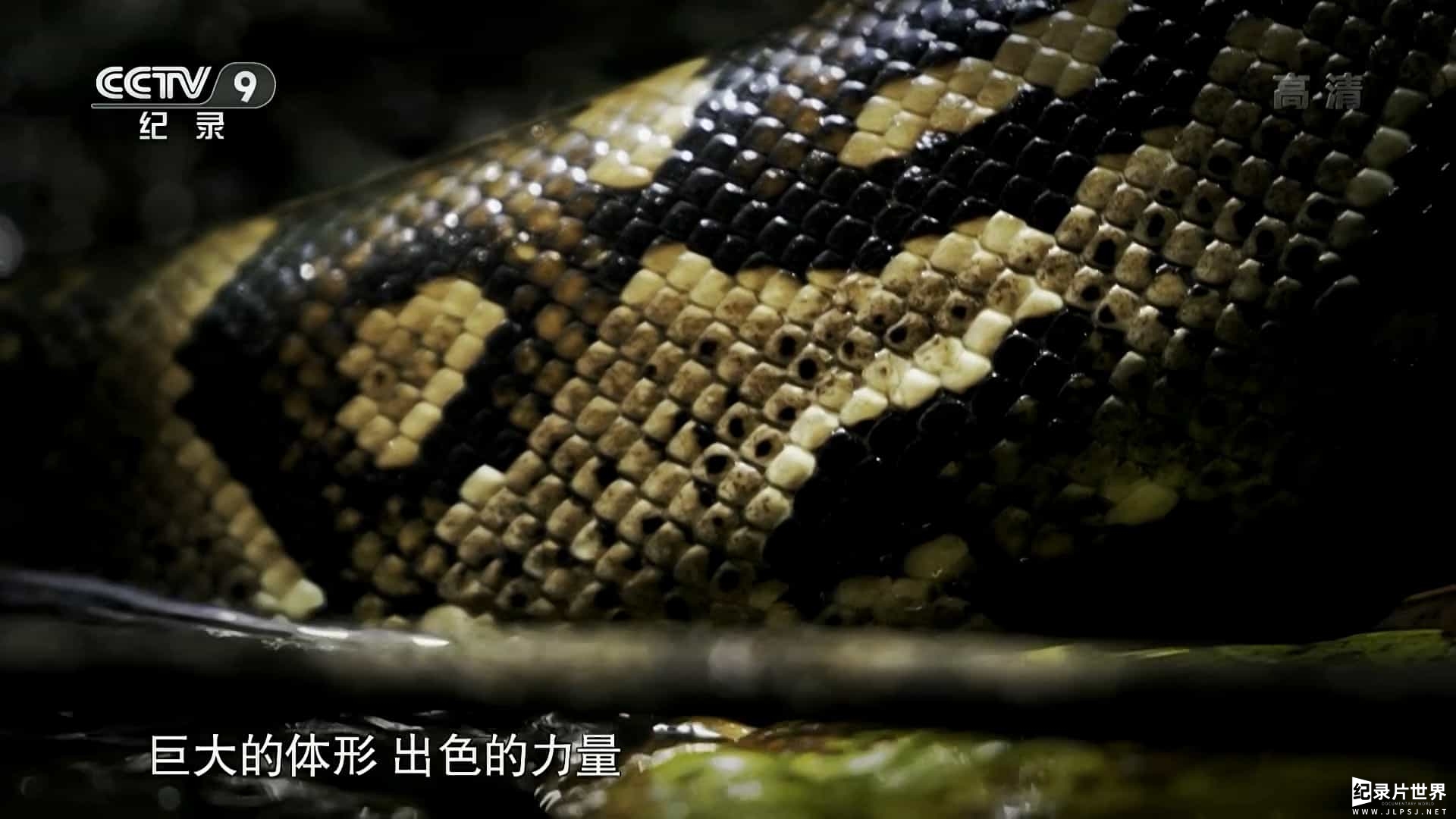 国家地理《纳塔尔蟒一族 Africa's Super Snake》全1集