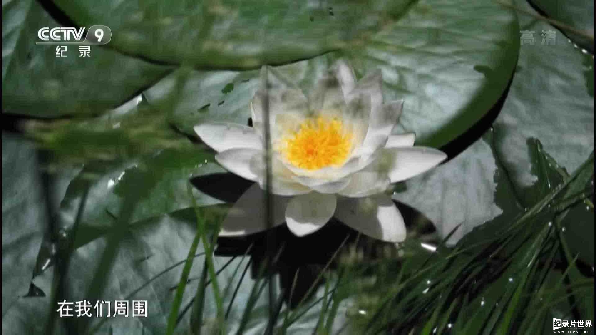 史密森频道/央视纪录片《植物的疯狂世界 Amazing Plants 2015》全1集