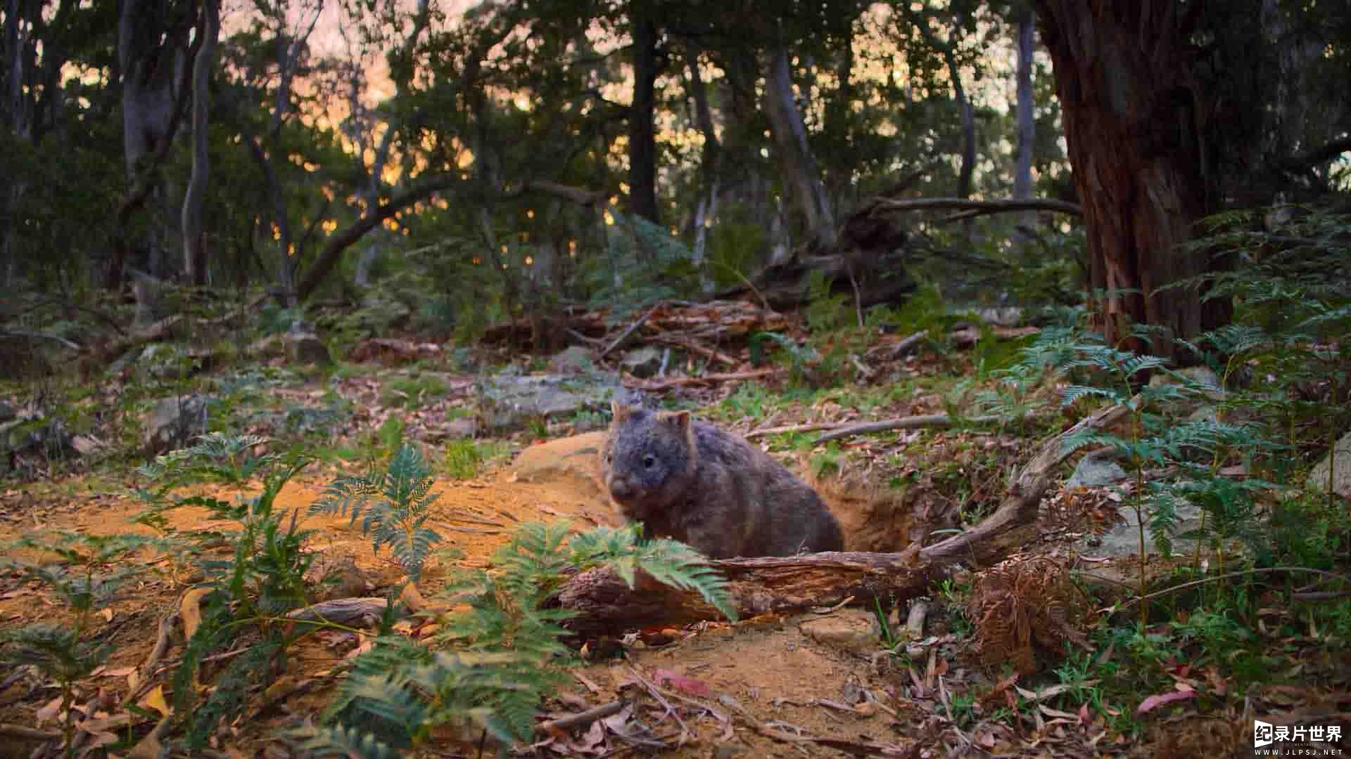 Netflix纪录片《袋鼠谷 Kangaroo Valley 2022》全1集