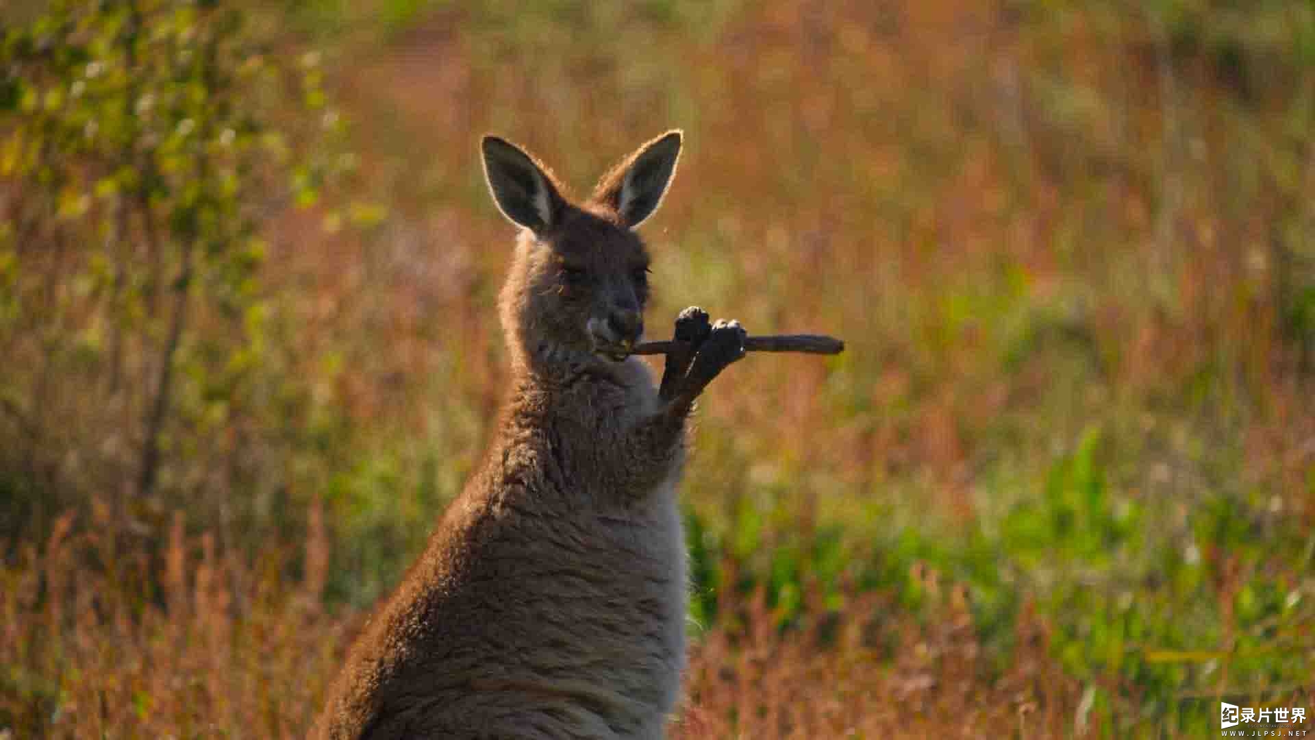 Netflix纪录片《袋鼠谷 Kangaroo Valley 2022》全1集