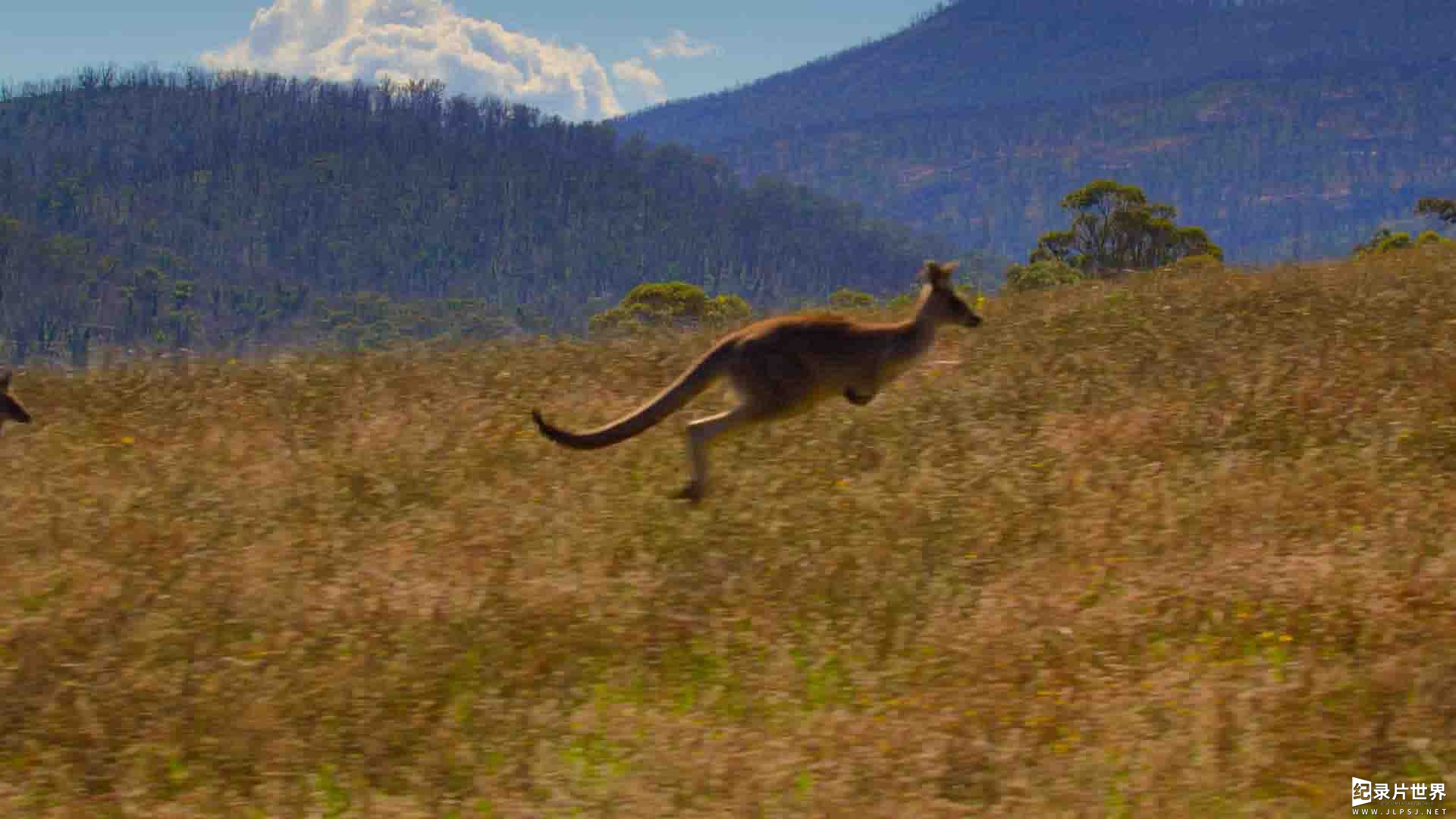 Netflix纪录片《袋鼠谷 Kangaroo Valley 2022》全1集