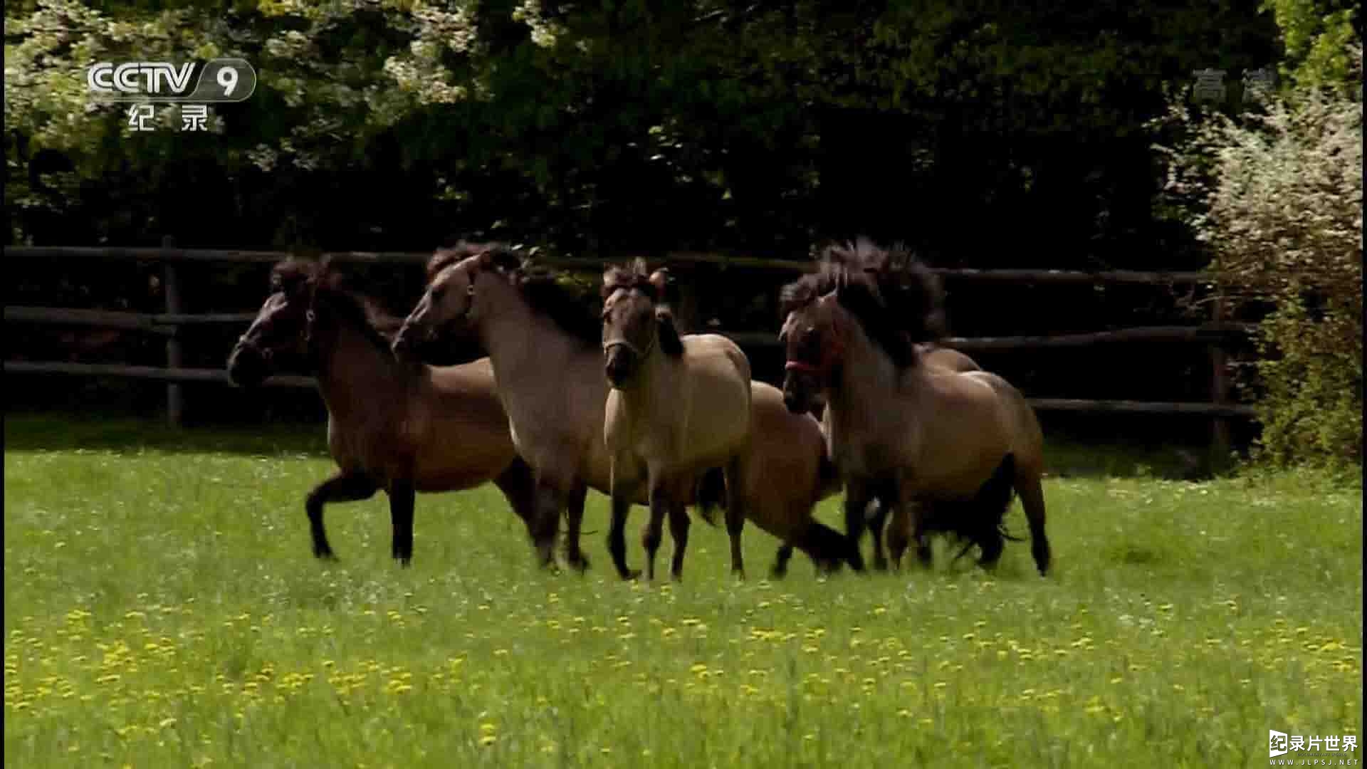 韩国SBS纪录片《野性波兰 Wild Poland 2012》全1集