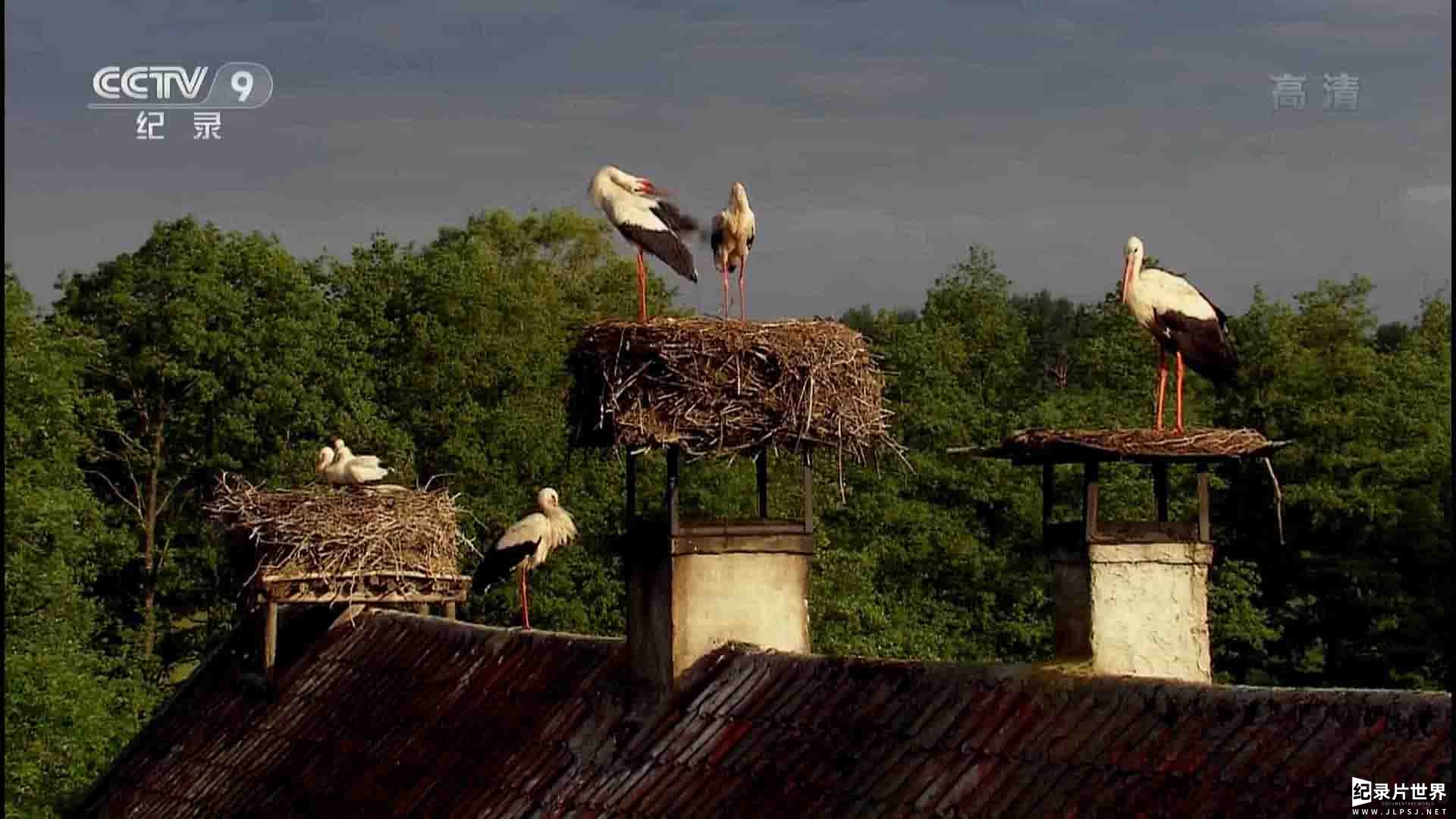 韩国SBS纪录片《野性波兰 Wild Poland 2012》全1集