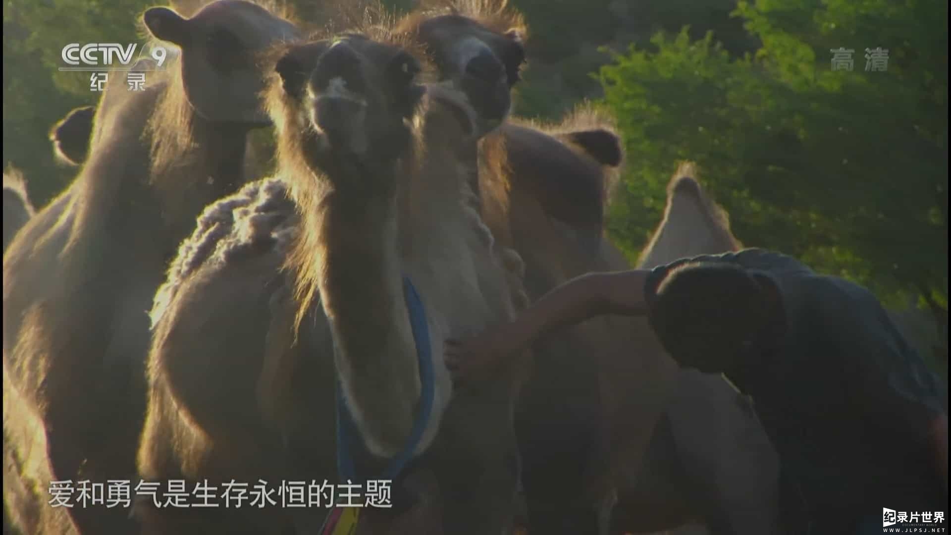 央视纪录片《草原 Grassland》全3集 