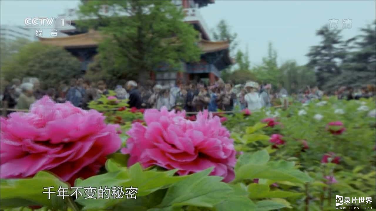 央视纪录片《牡丹 The Peony》全集