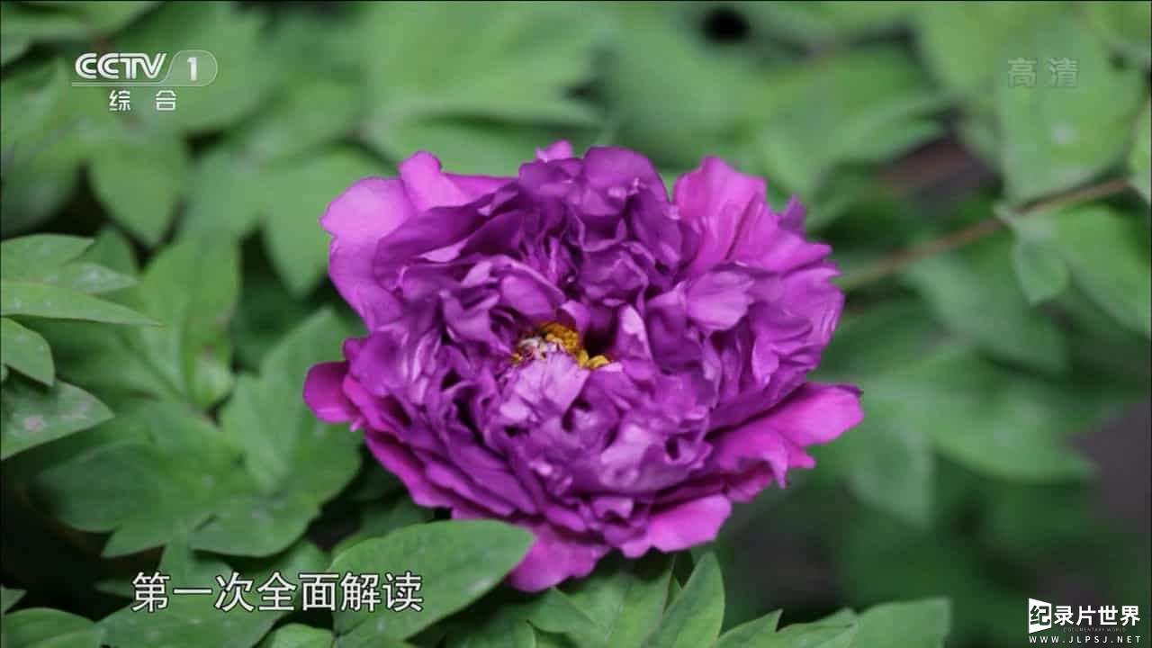 央视纪录片《牡丹 The Peony》全集