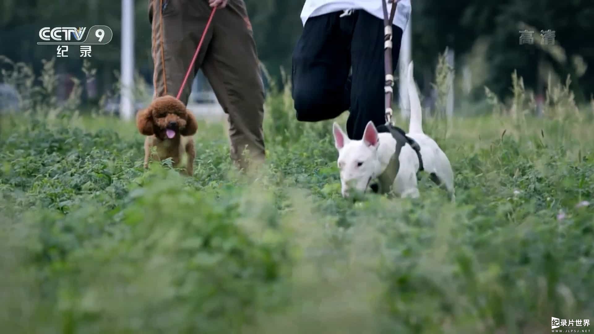 央视纪录片《动物诊疗室》全2集 