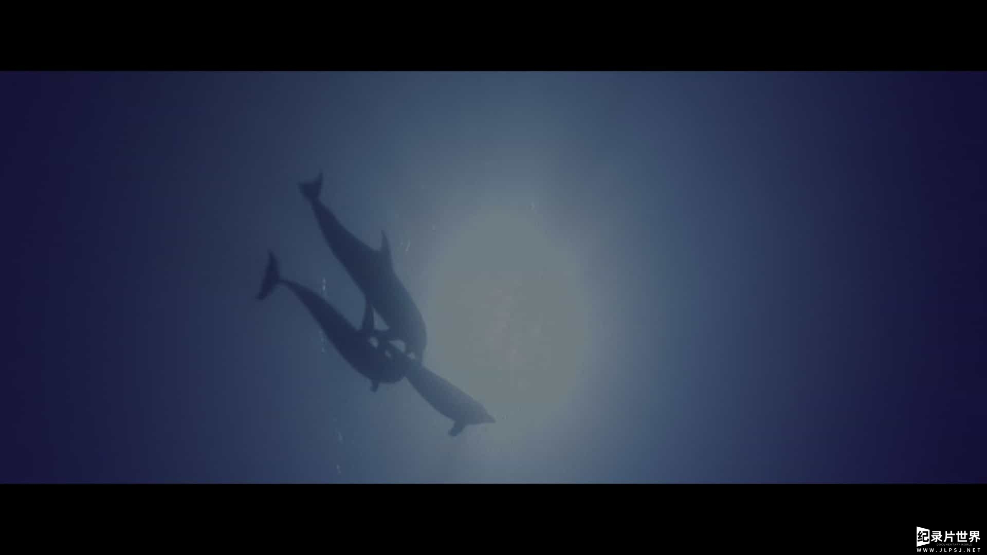 西班牙纪录片《海豚王之死 The Last Dolphin King 2022》全1集