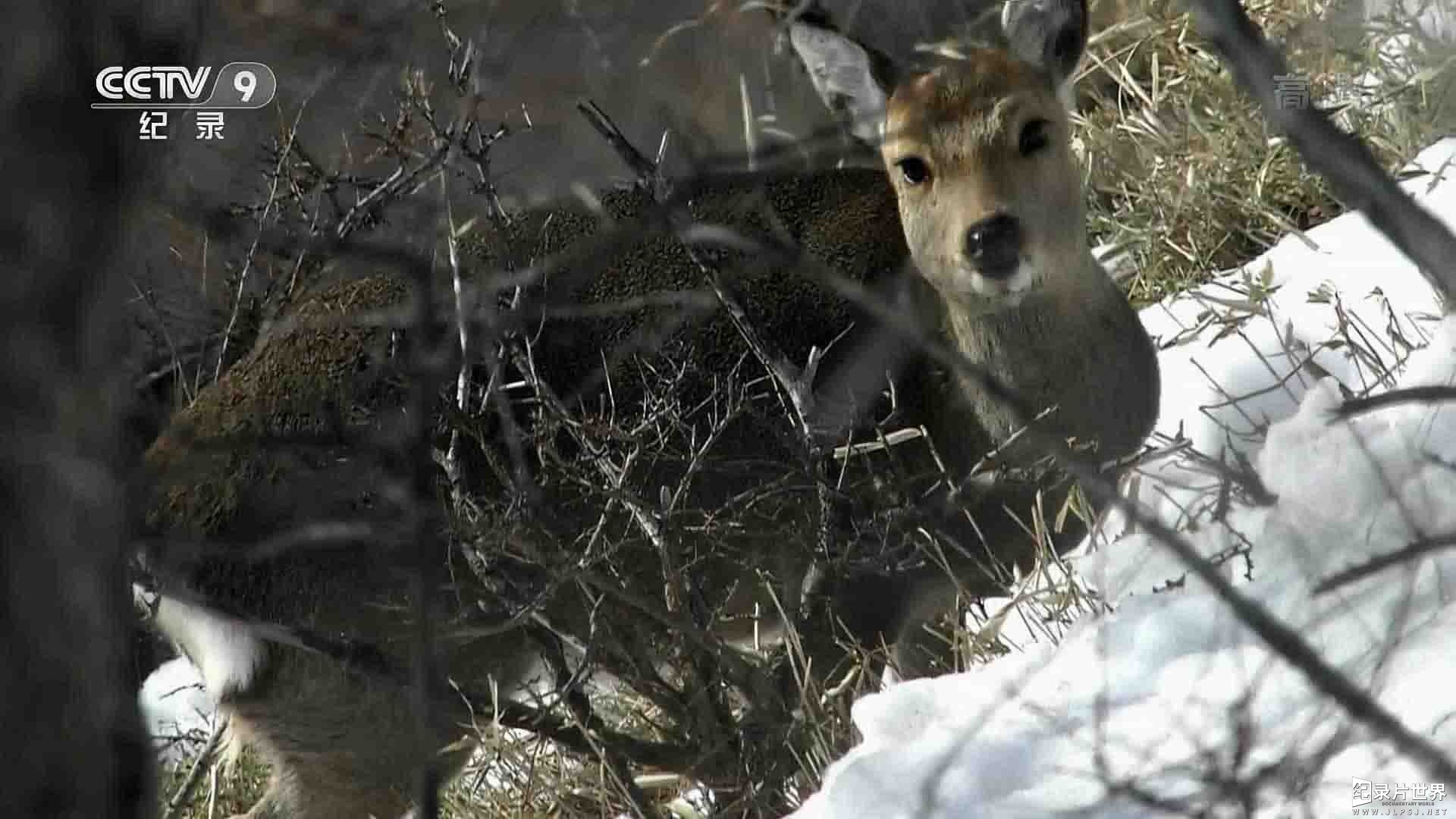 央视纪录片《重生森林中的幸存者—亚洲黑熊 Survivors of the Recovered Forest Moon Bears 2018》全1集