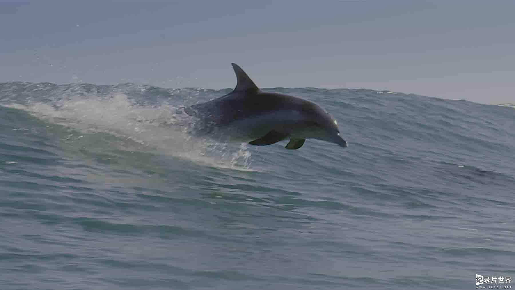 迪士尼纪录片《海豚礁 Dolphin Reef 2020》全1集