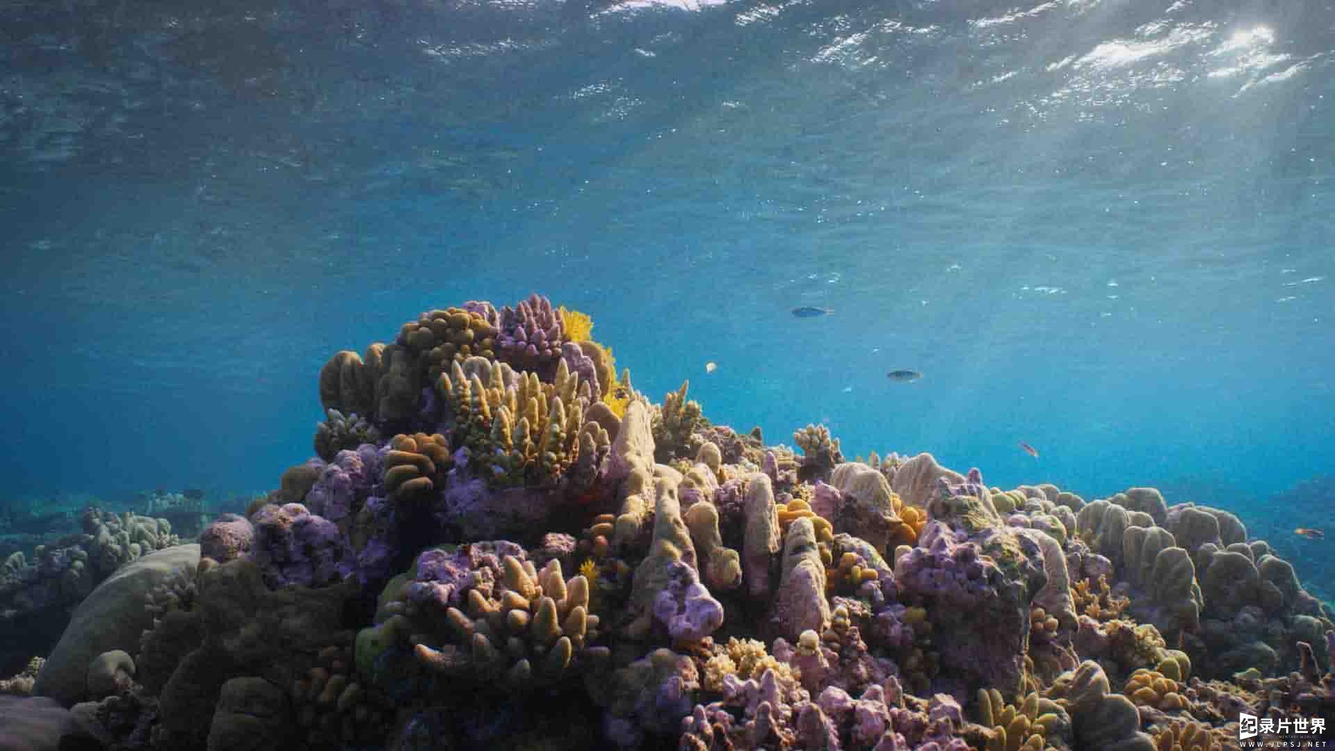 ABC纪录片《澳大利亚海洋奇幻之旅 Australia's Ocean Odyssey 2021》第1季全3集 
