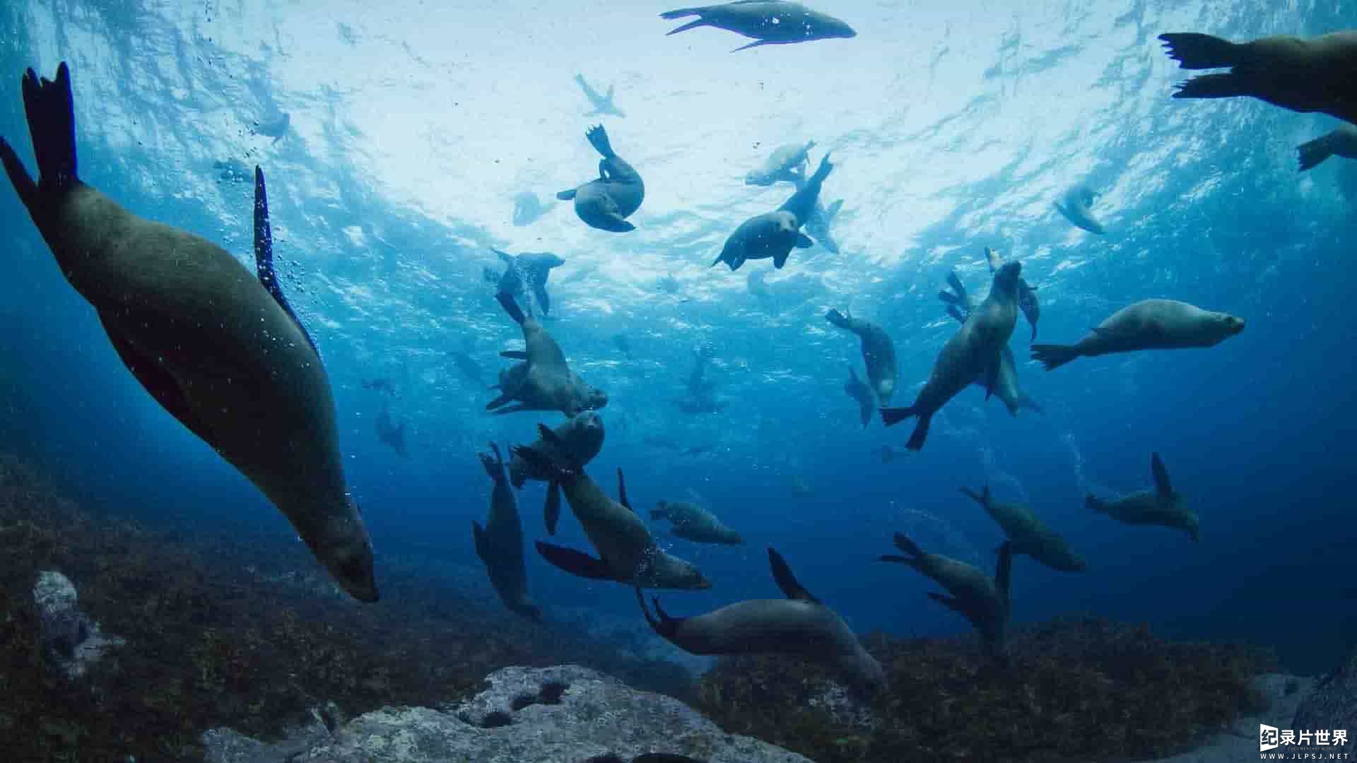 ABC纪录片《澳大利亚海洋奇幻之旅 Australia's Ocean Odyssey 2021》第1季全3集 