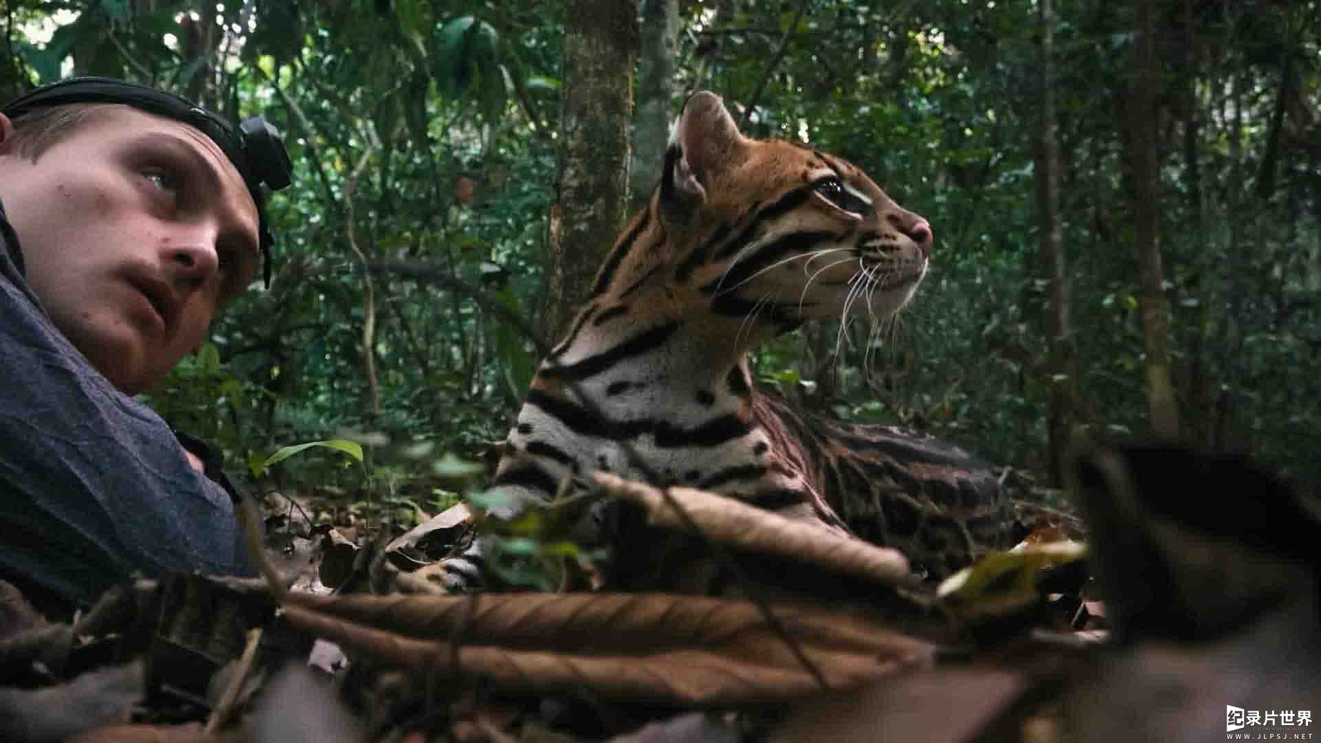 美国纪录片《野猫 Wildcat 2022》全1集