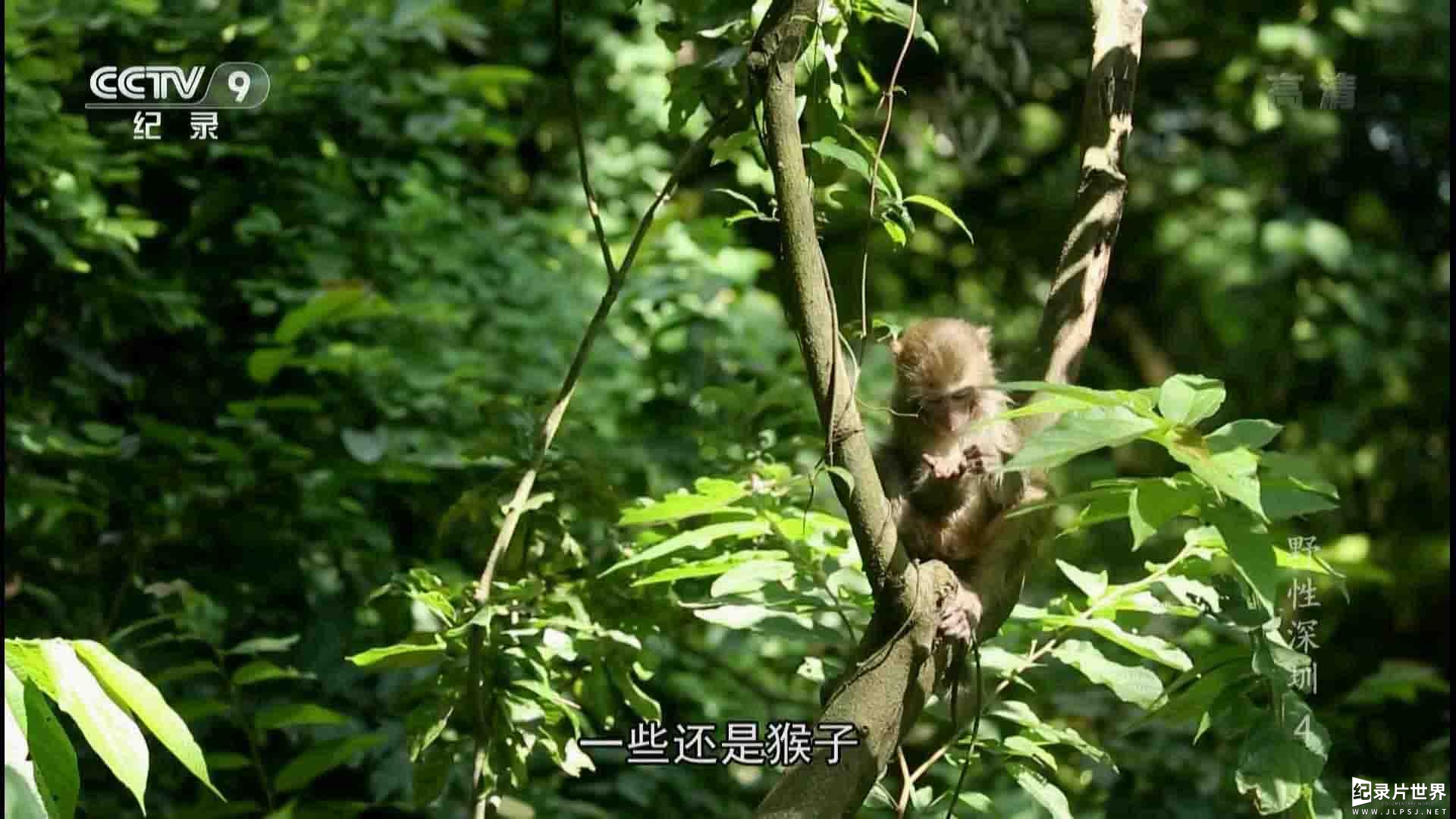 央视纪录片《野性深圳 wild shenzhen》全5集