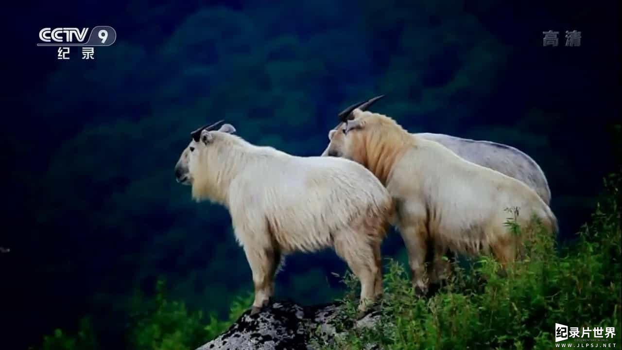 中国全景式野生动物纪录片《野性的呼唤》全5集