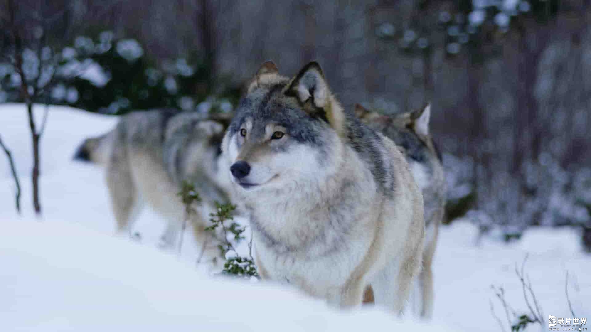 Curiosity纪录片《进化：未来的动物 Evolve: The Future is Animal 2022》全6集