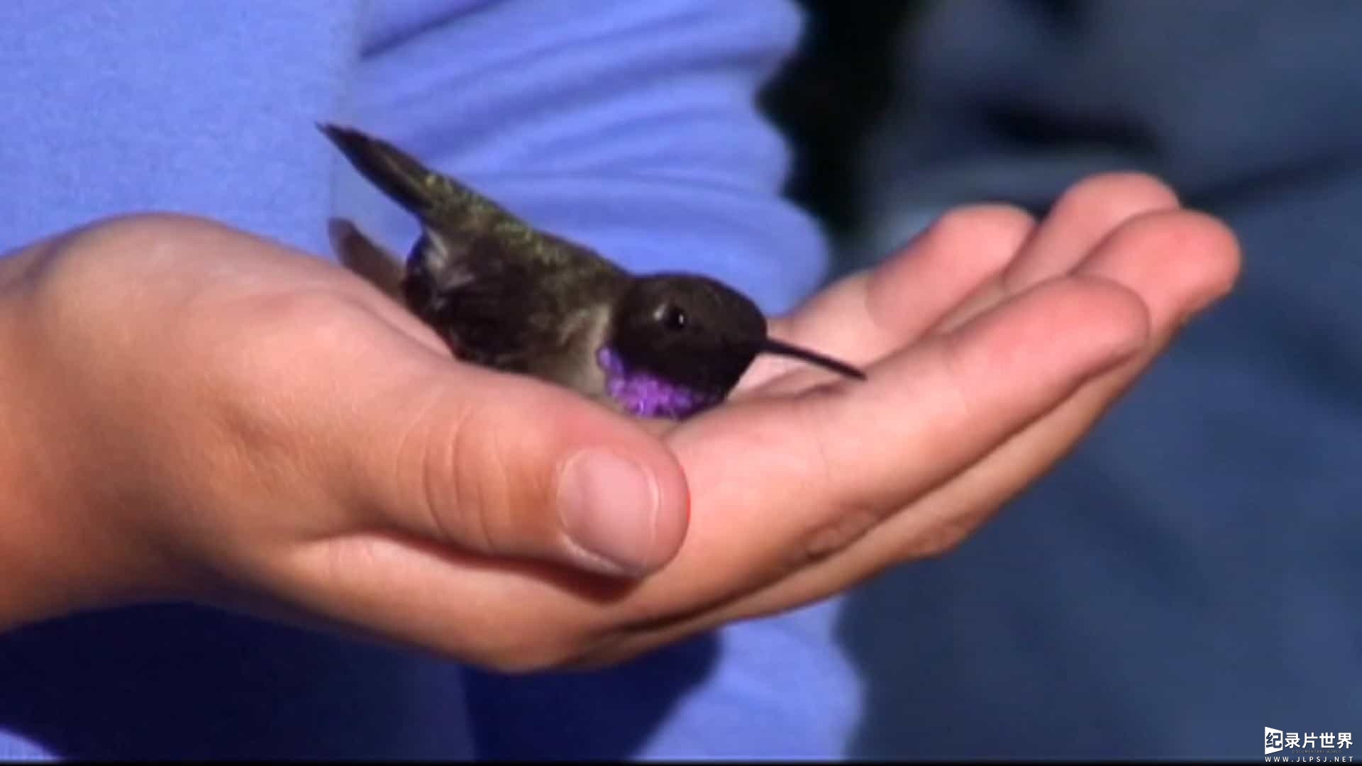 美国纪录片《第一次飞行：蜂鸟妈妈的故事 First Flight: A Mother Hummingbird's Story 2009》全1集