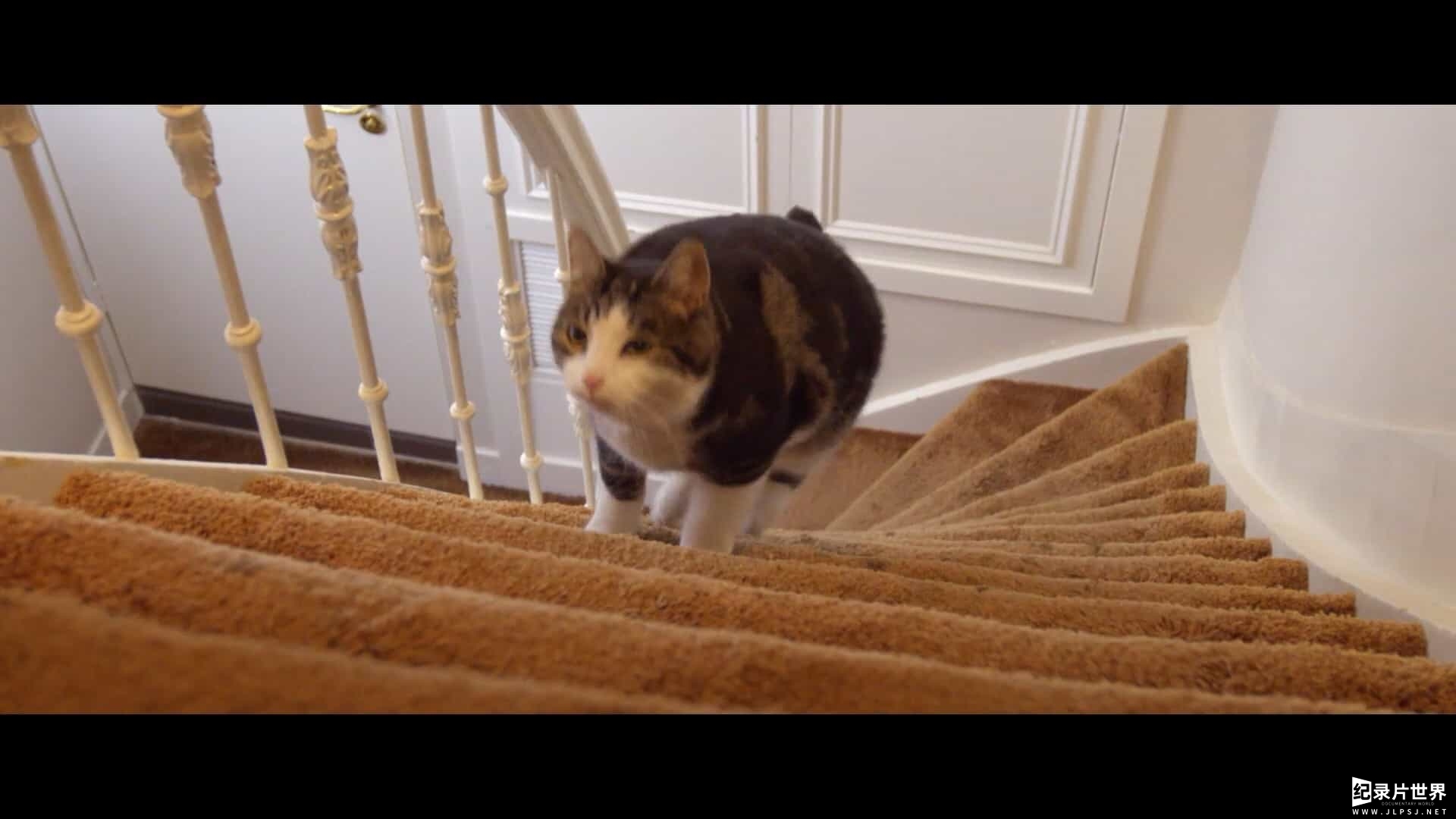 荷兰纪录片《阿姆斯特丹猫未眠 Katwalk 2020》全1集