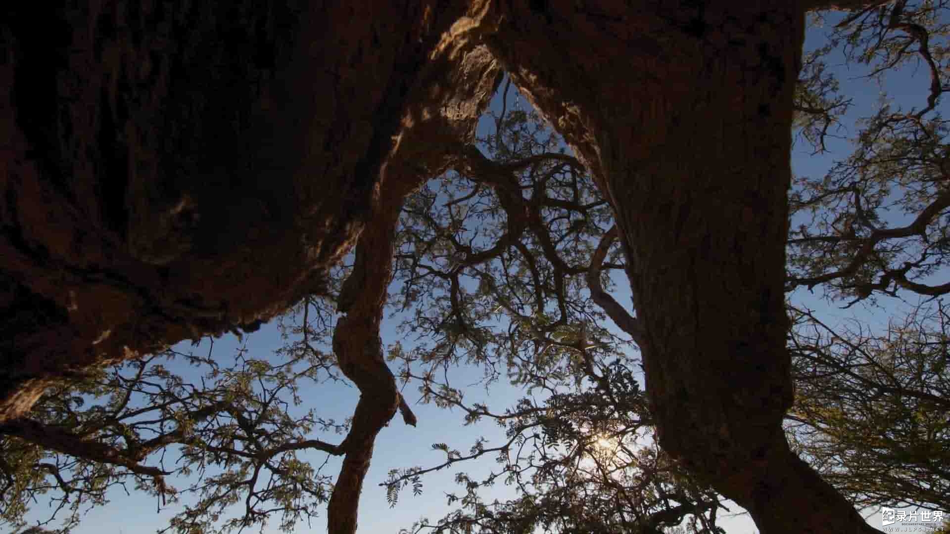 南非纪录片《生命之树 Rooted 2022》第1-2季全8集