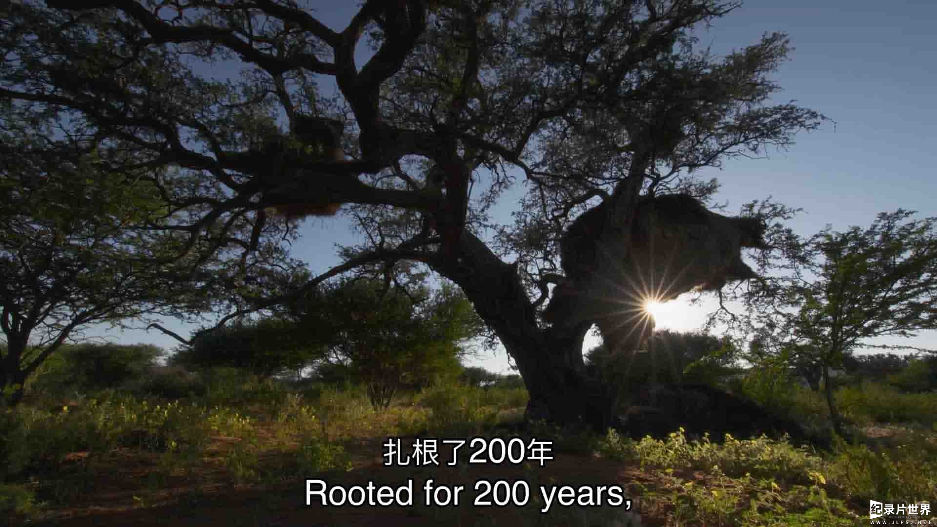 南非纪录片《生命之树 Rooted 2022》第1-2季全8集