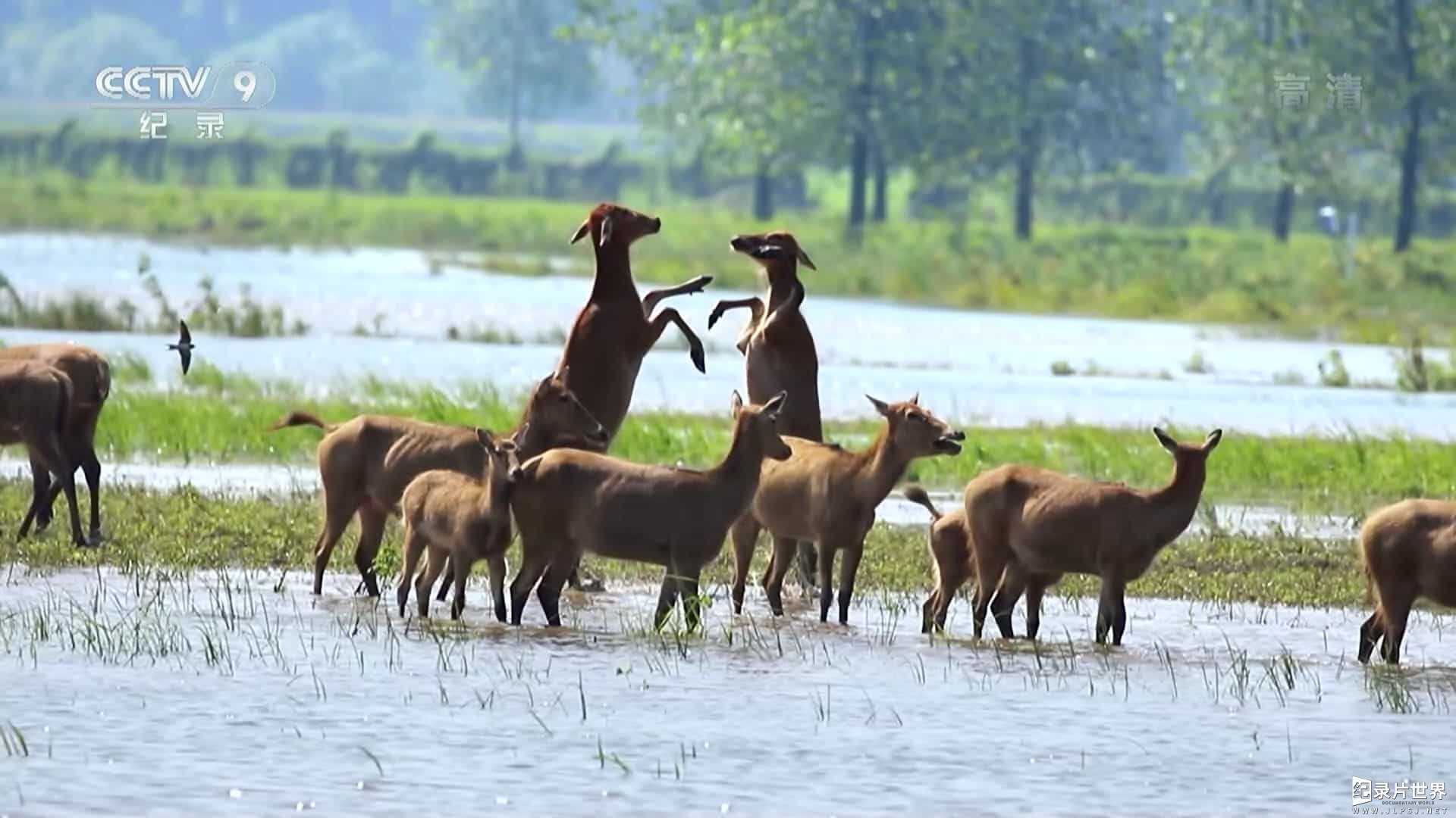 CCTV央视自然生态纪录片《家园：生态多样性的中国 China Wild》全5集