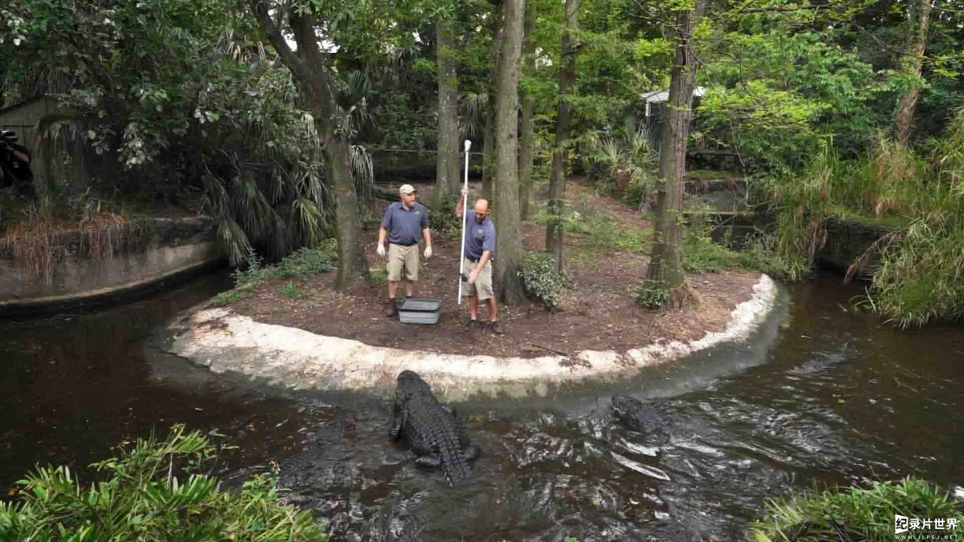  国家地理《动物园秘辛：坦帕湾/动物园的秘密 Secrets of the Zoo: Tampa 2020》第1-2季全12集
