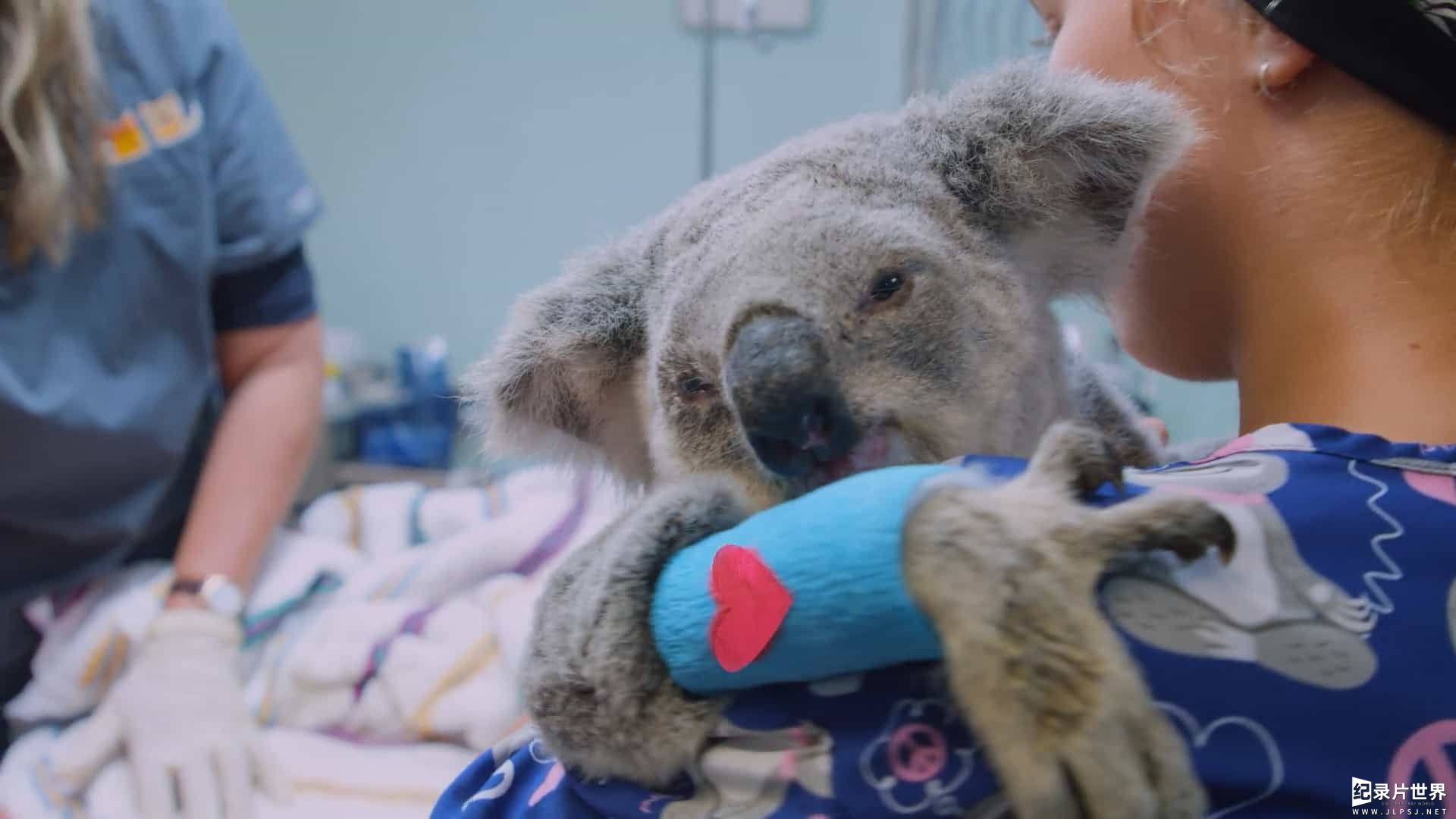 澳大利亚纪录片《伊兹的考拉世界 Izzy's Koala World 2021》第1-2季全16集