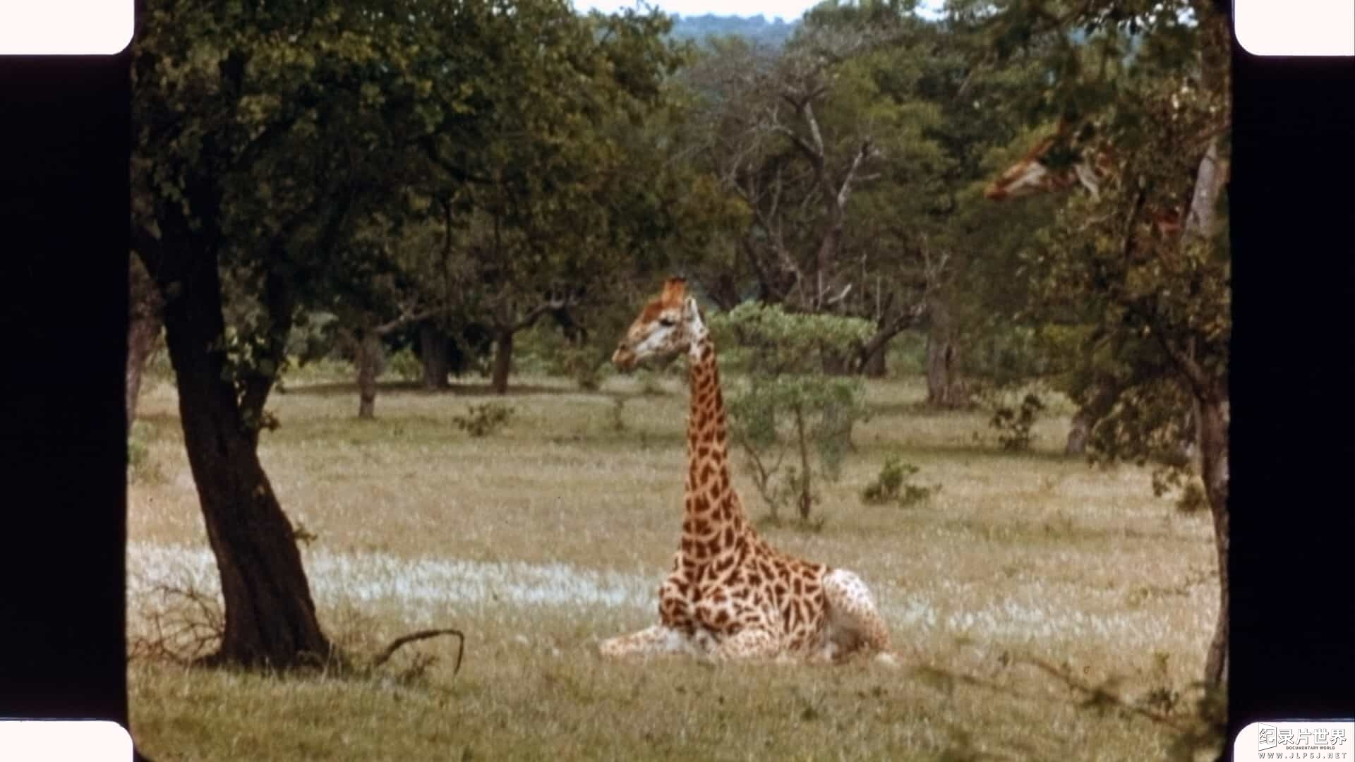 加拿大纪录片《爱长颈鹿的女人 The Woman Who Loves Giraffes 2018》全1集