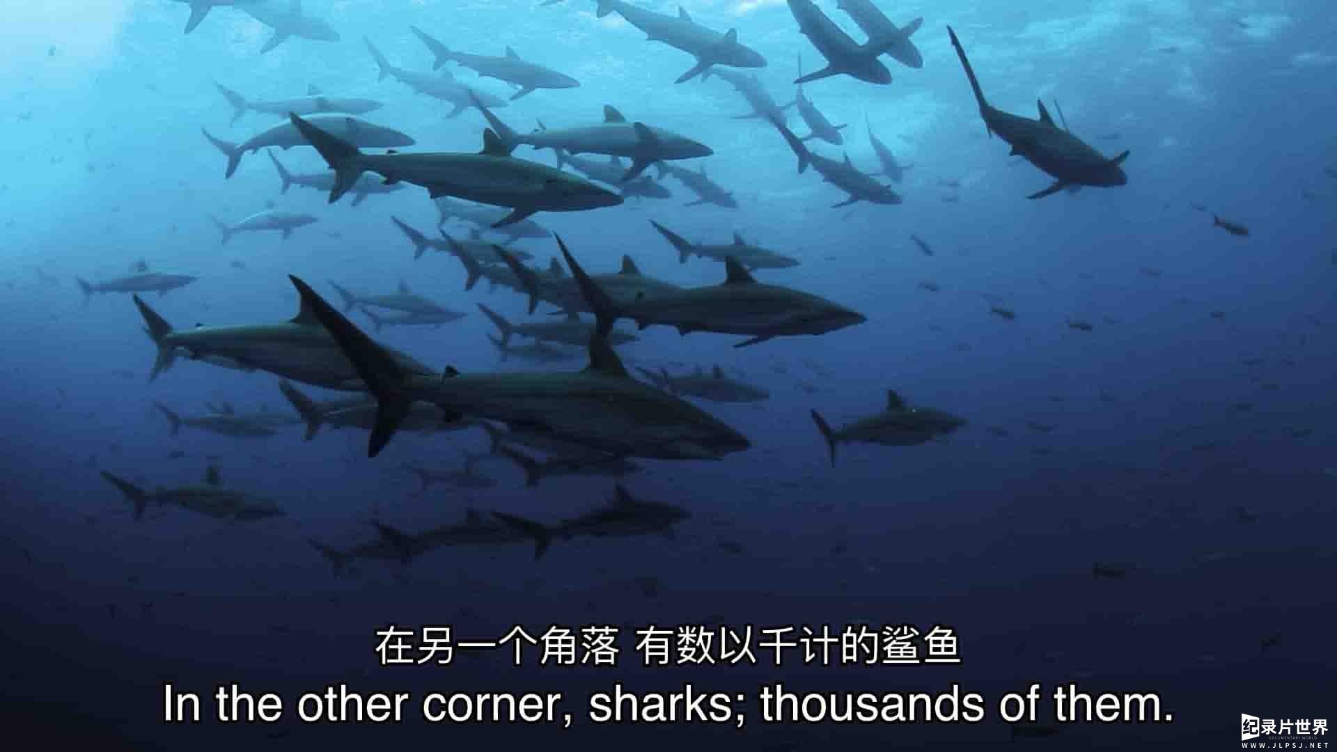 国家地理《鲨鱼与鲔鱼 Shark vs Tuna 2018》全1集 