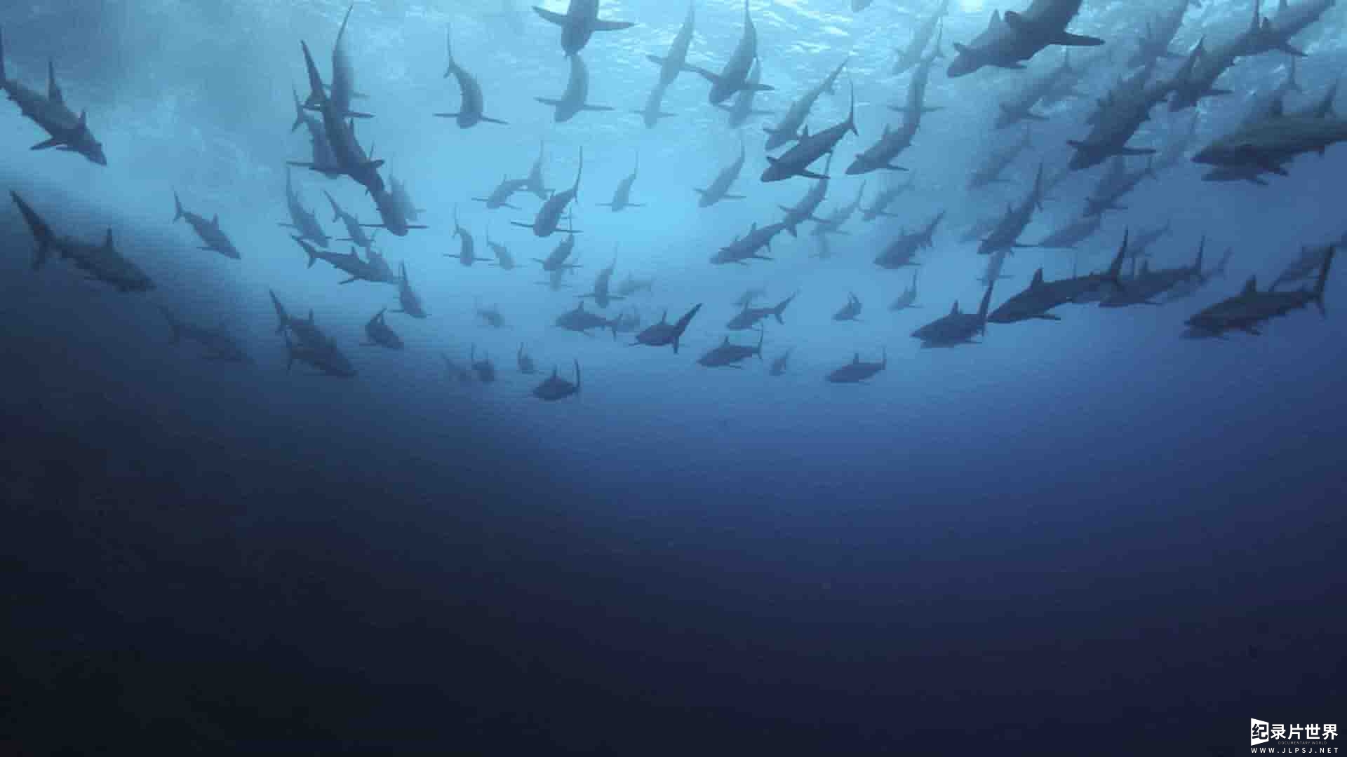 国家地理《鲨鱼与鲔鱼 Shark vs Tuna 2018》全1集 