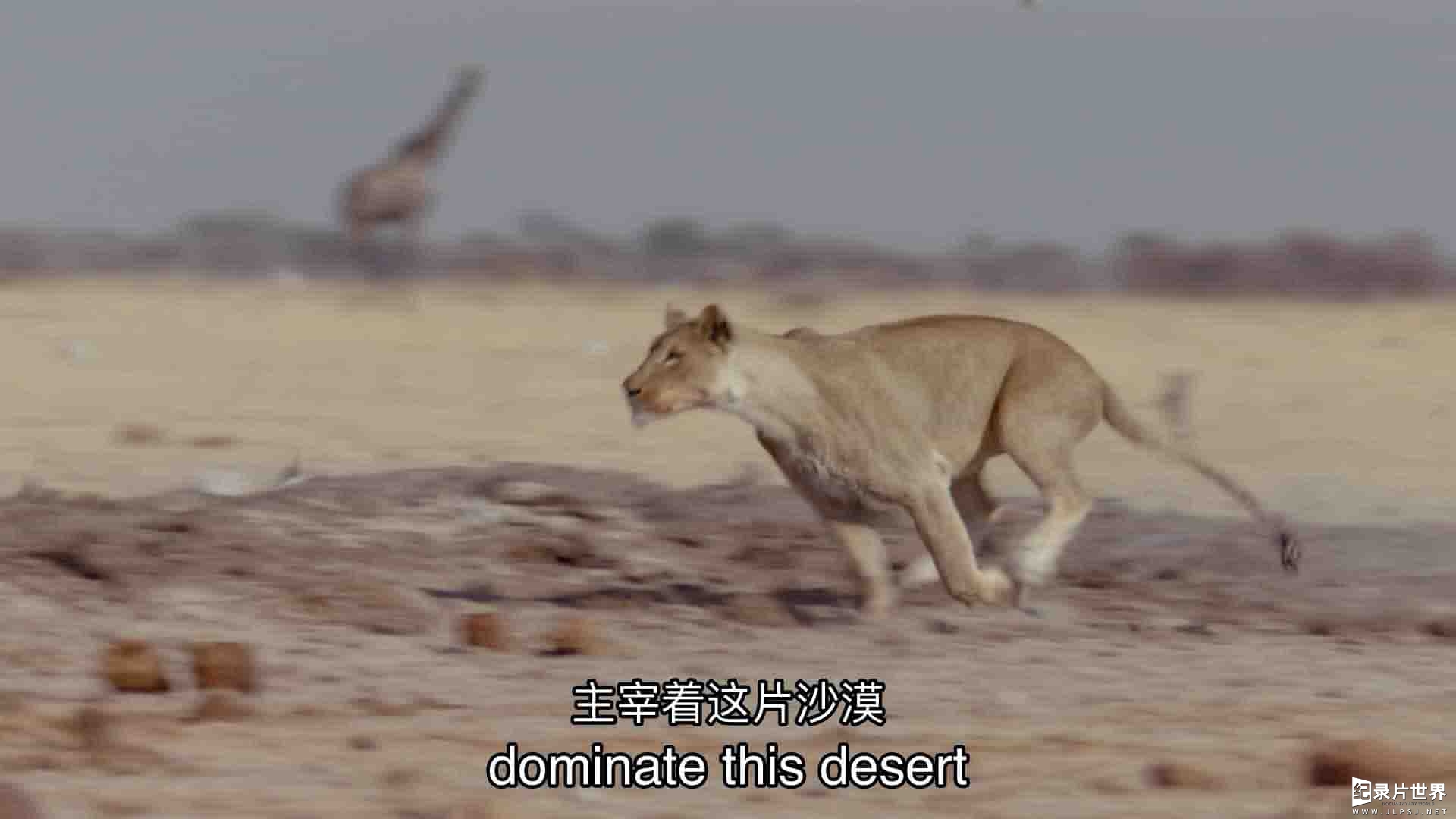 国家地理《沙漠雄狮 Desert Lions 2017》全1集 