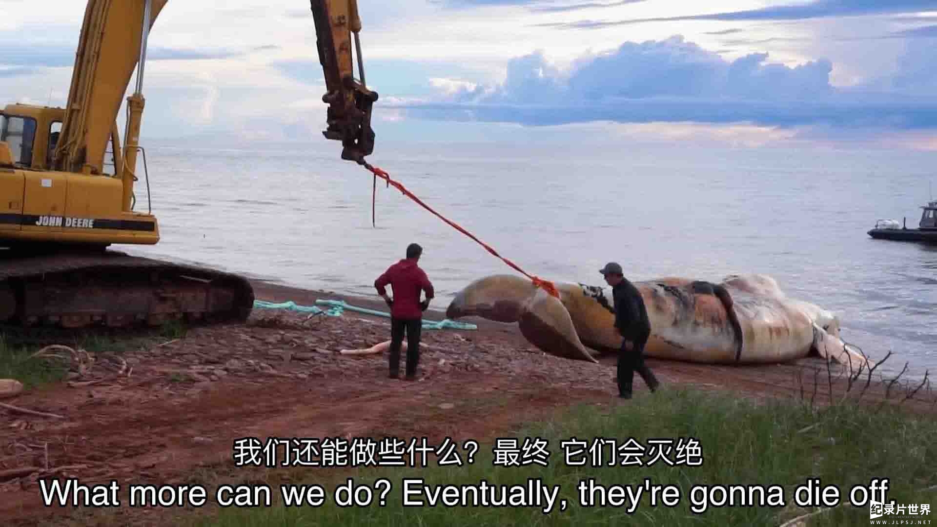 美国纪录片《拯救露脊鲸 Entangled: The Race to Save Right Whales from Extinction 2020》全1集
