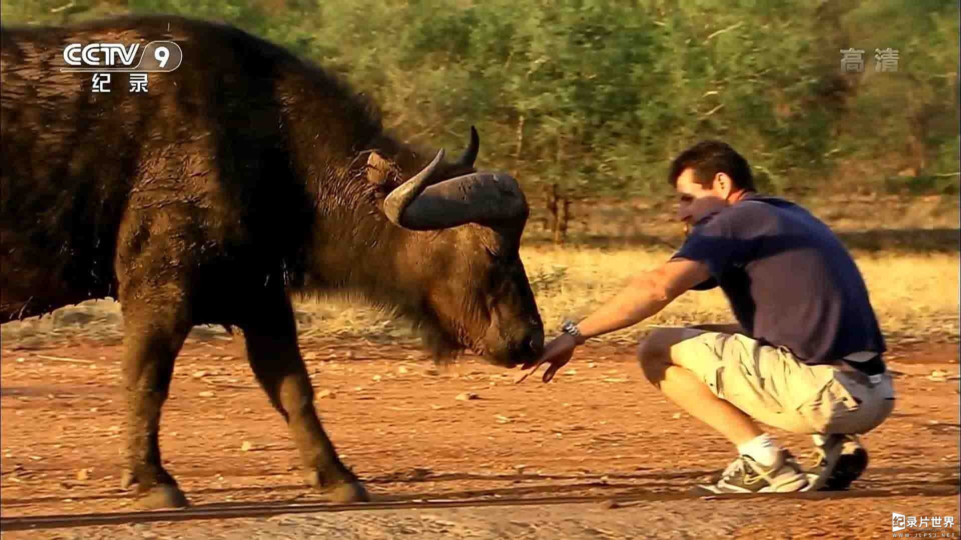 国家地理《水牛战士 Buffalo Warrior 2010》全1集 