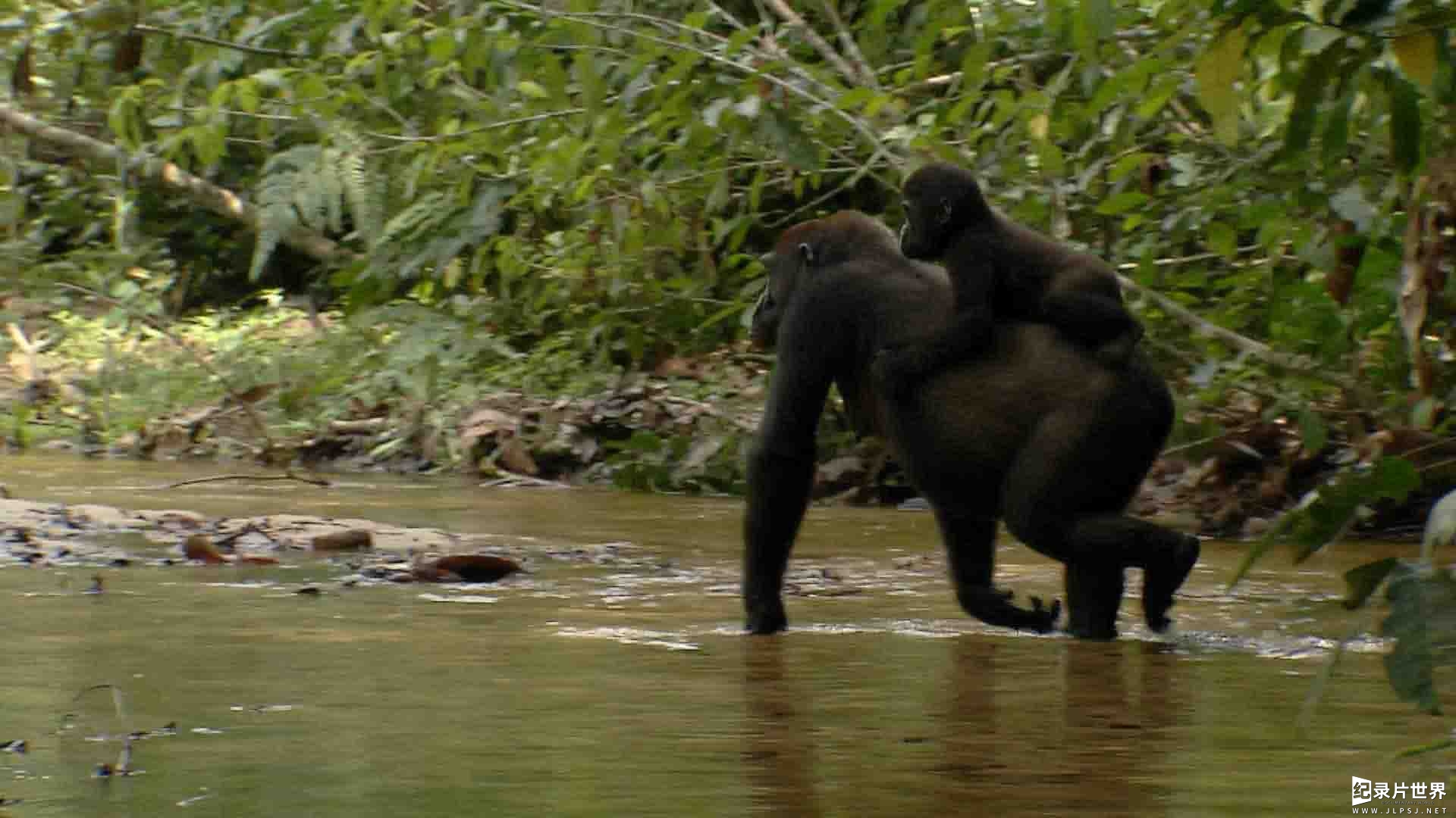 国家地理《野性刚果 Wild Congo》全2集