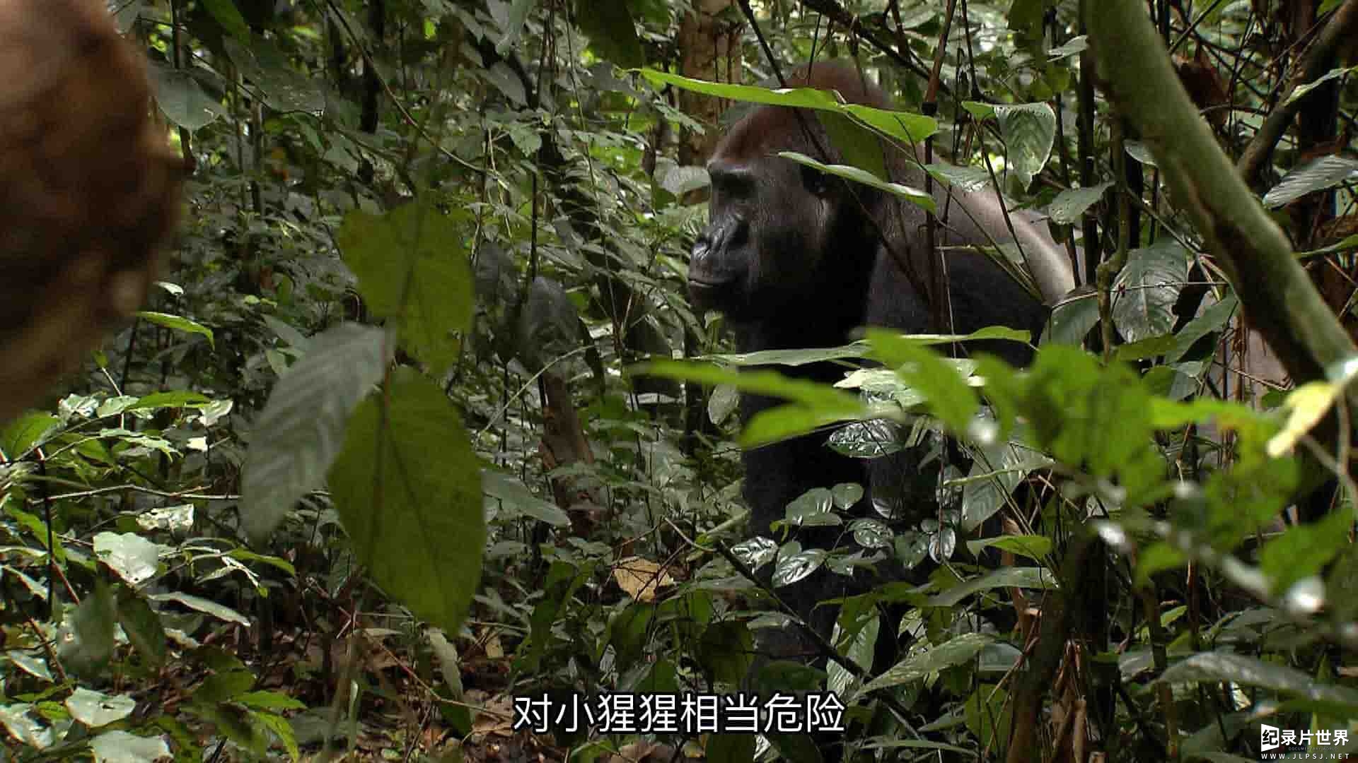 国家地理《野性刚果 Wild Congo》全2集