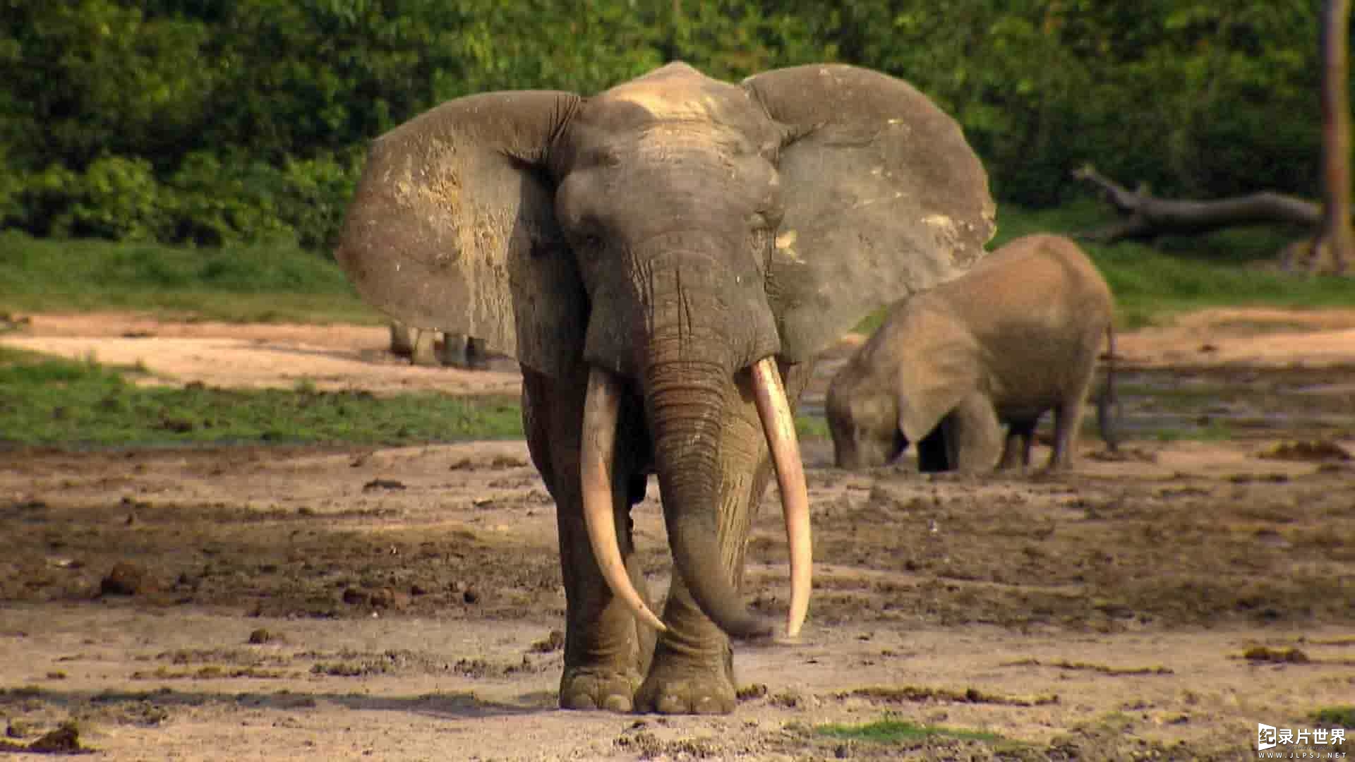 国家地理《野性刚果 Wild Congo》全2集