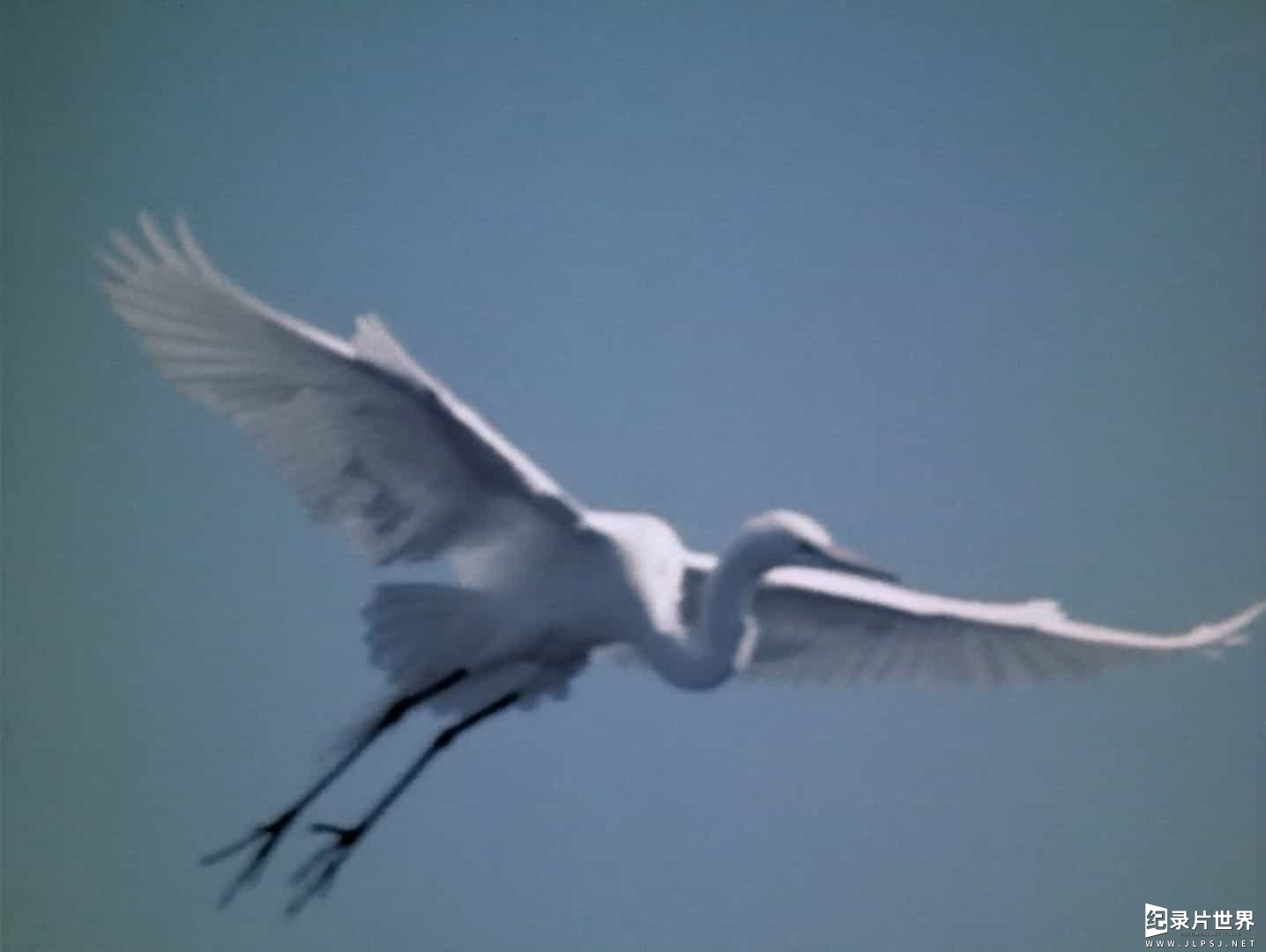 美国纪录片《水鸟 Water Birds 1952》全1集