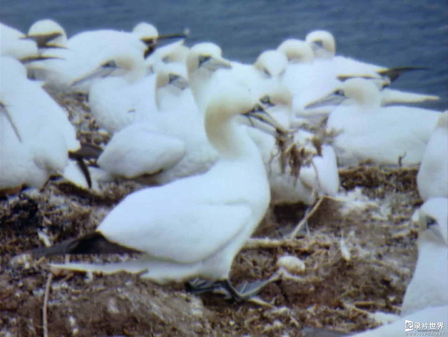 美国纪录片《水鸟 Water Birds 1952》全1集