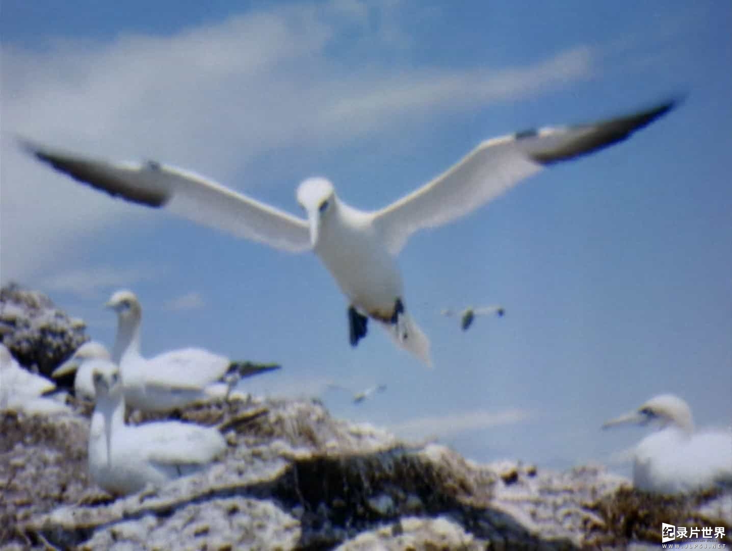 美国纪录片《水鸟 Water Birds 1952》全1集