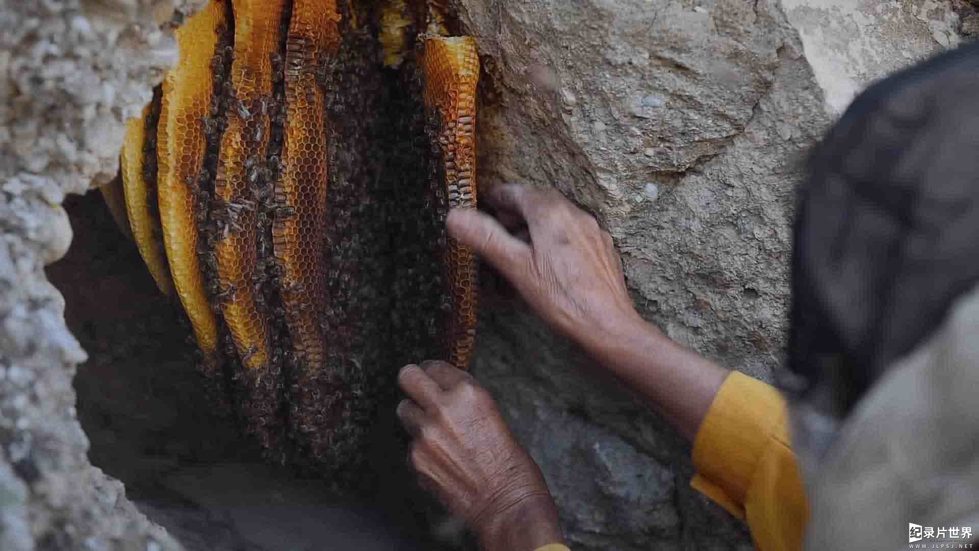 北马其顿纪录片《蜂蜜之地/流蜜大地之诗(港) / 大地蜜语(台) / Honeyland Honeyland 2019》全1集