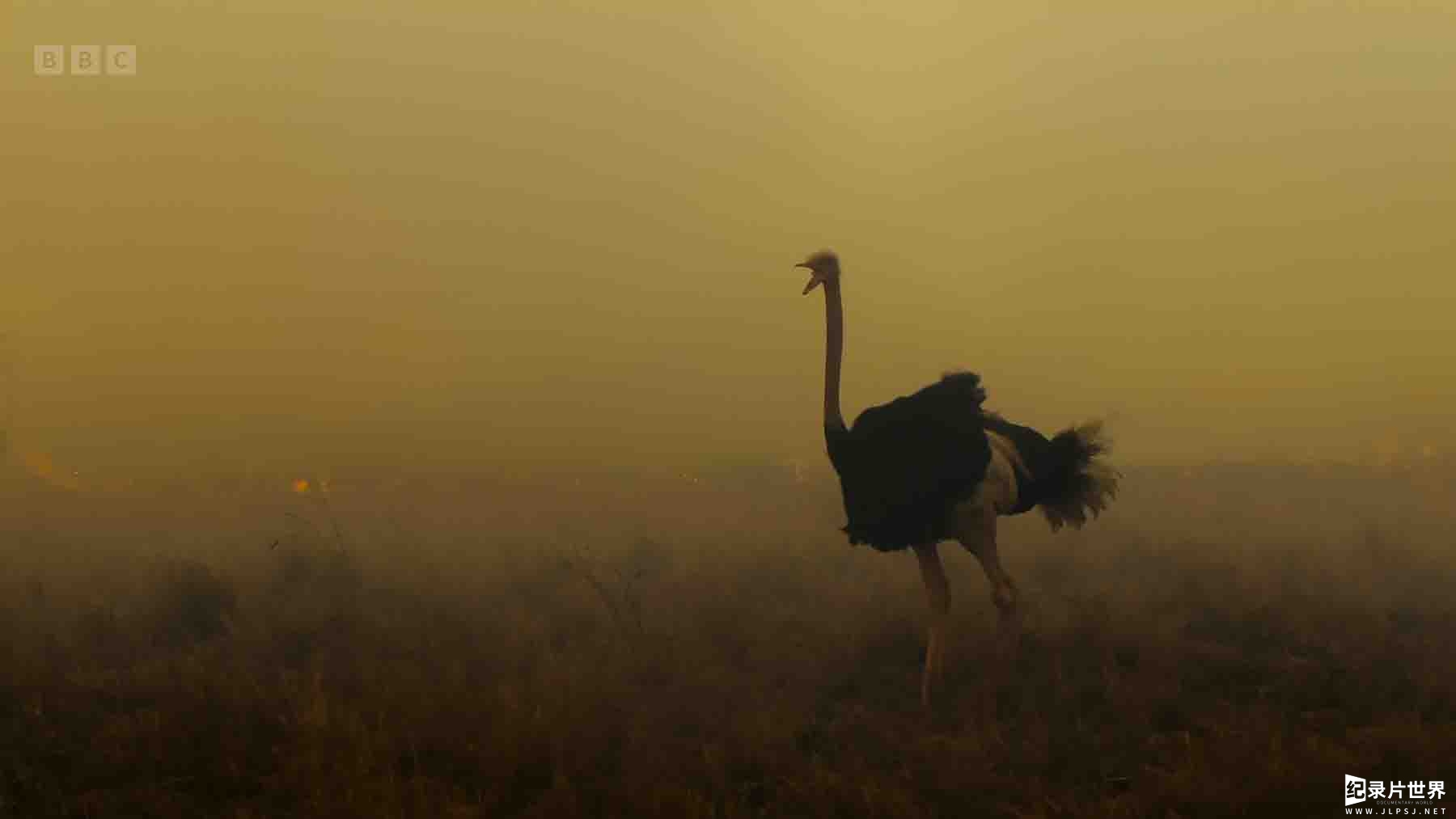 BBC纪录片《塞伦盖蒂 Serengeti 2022》第3季全6集