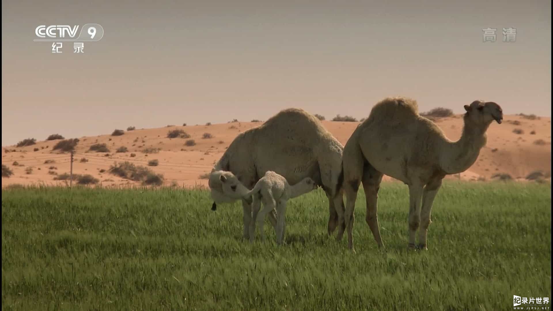 奥地利纪录片《沙漠之舟 Ships of the Desert 2012》全1集