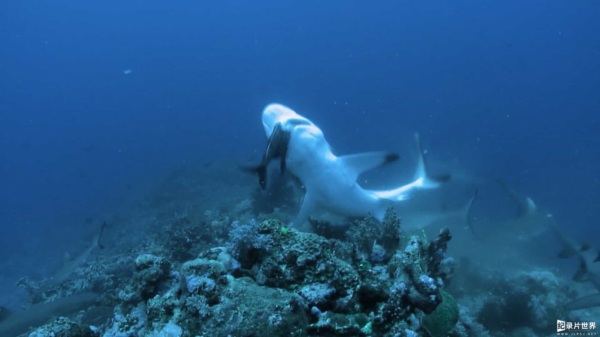 国家地理《鲨鱼争霸战 Game of Sharks 2022》全1集