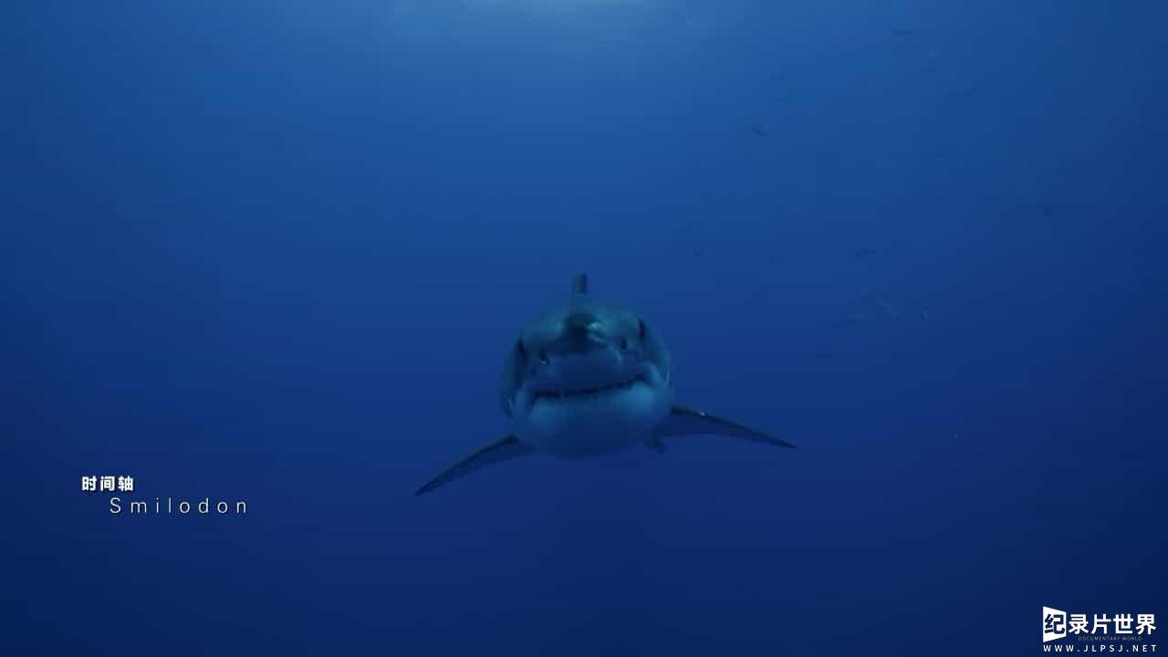 BBC纪录片《鲨鱼 Shark 2015》全3集