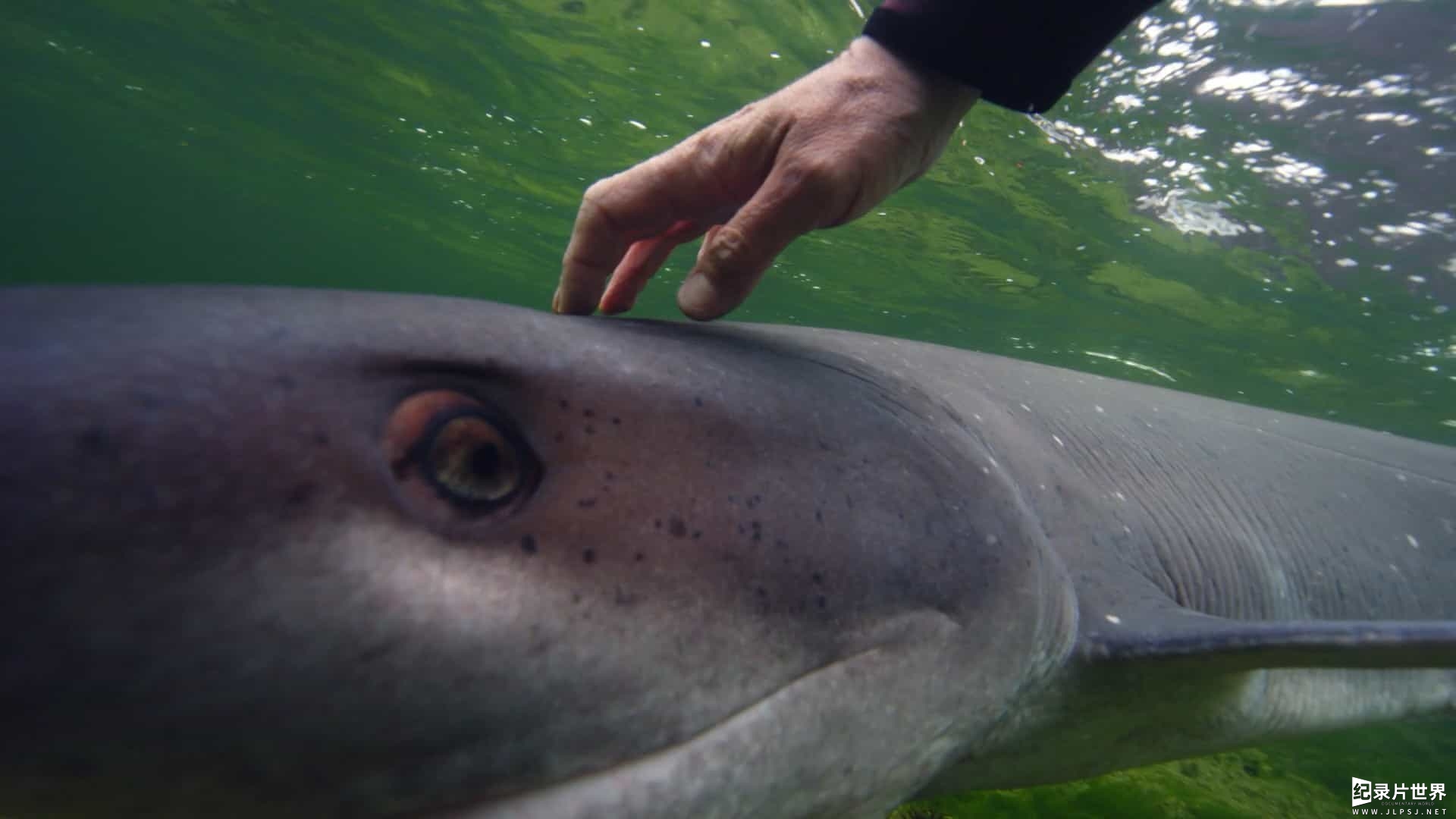 德国纪录片《海洋捕食者/海洋掠食者 Ocean Predators 2013》全4集