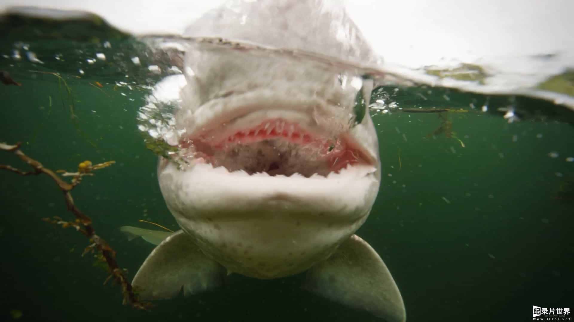 德国纪录片《海洋捕食者/海洋掠食者 Ocean Predators 2013》全4集