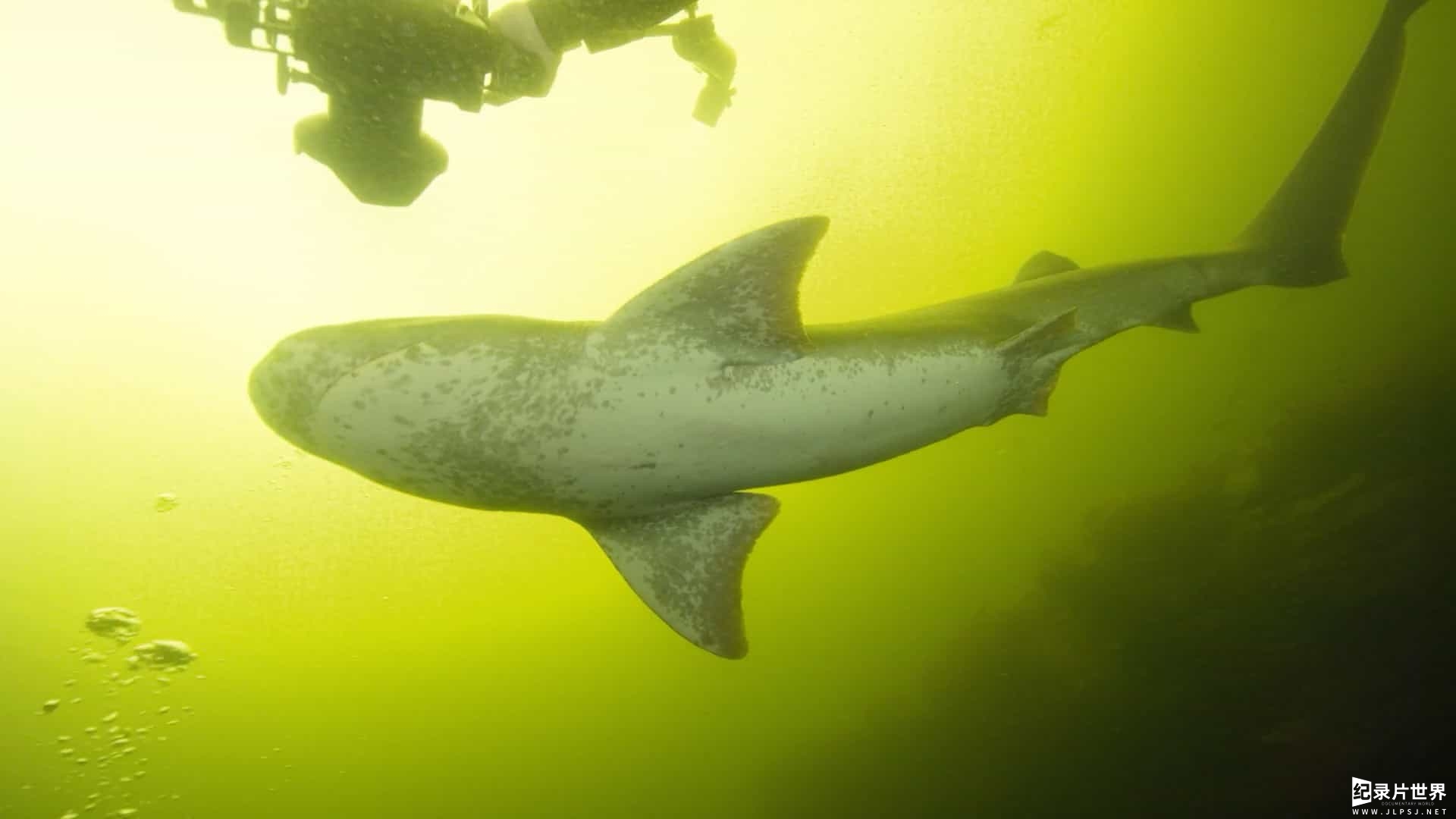 德国纪录片《海洋捕食者/海洋掠食者 Ocean Predators 2013》全4集